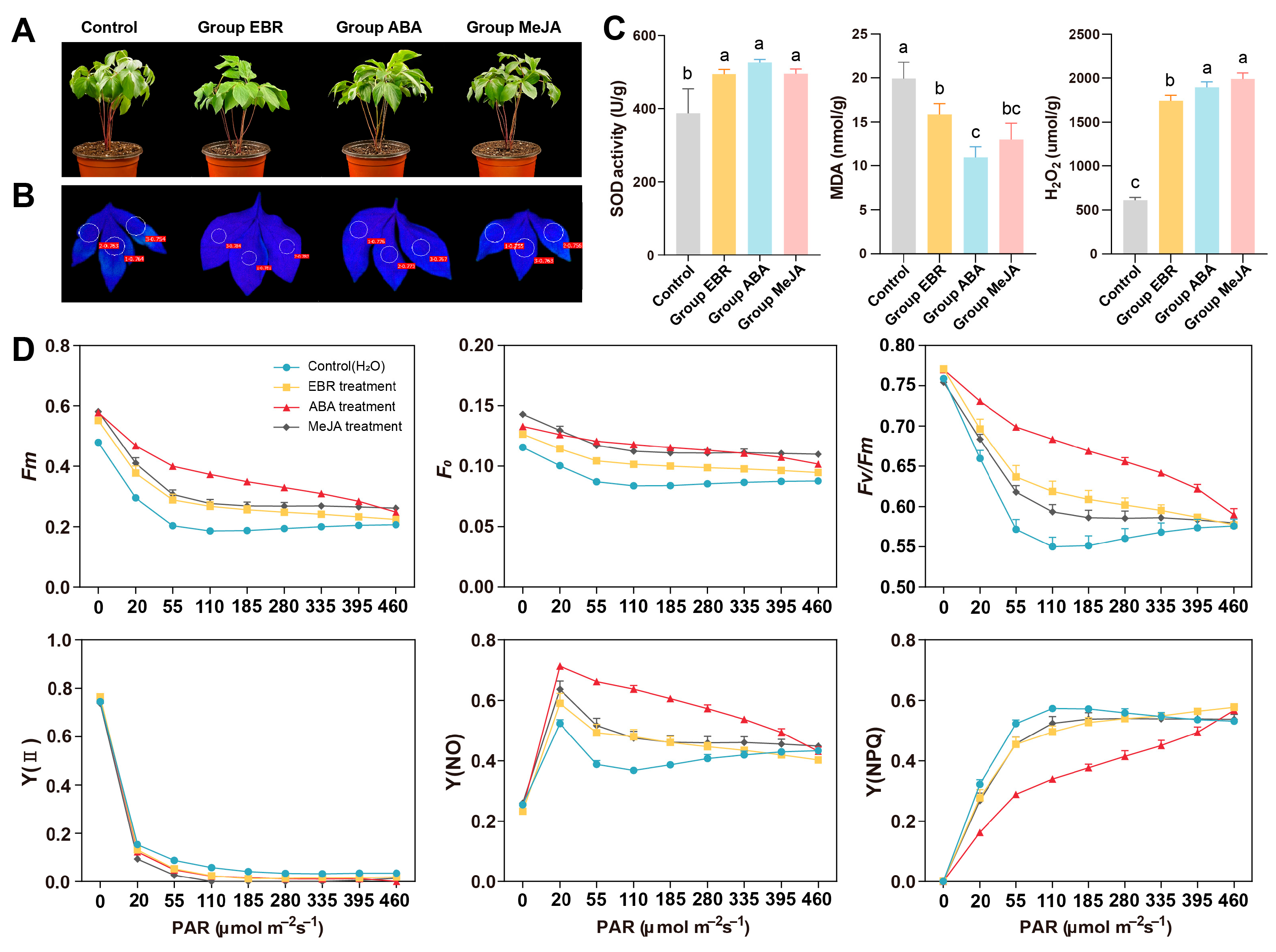 Antioxidants 13 01128 g006