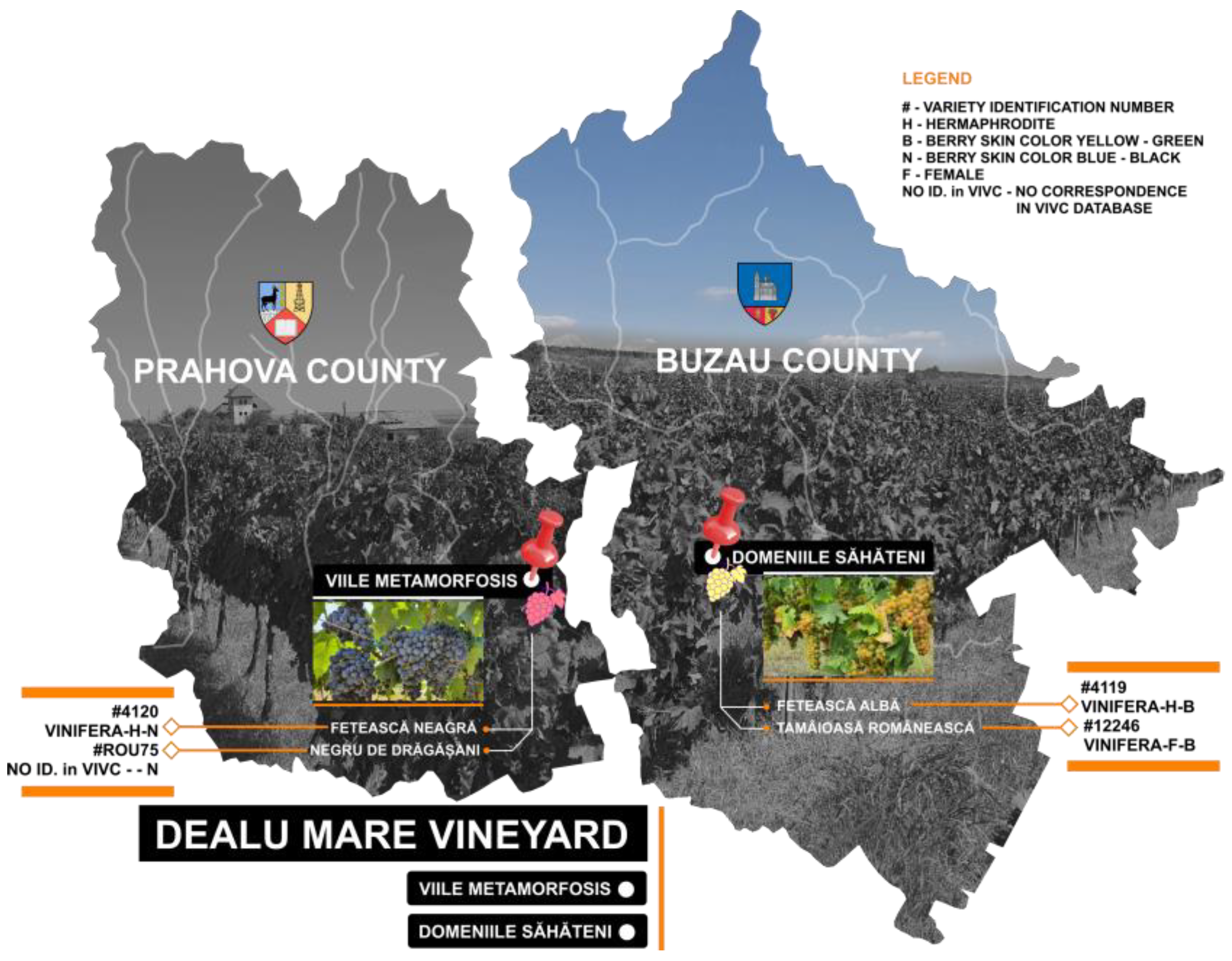 Antioxidants 13 01133 g001