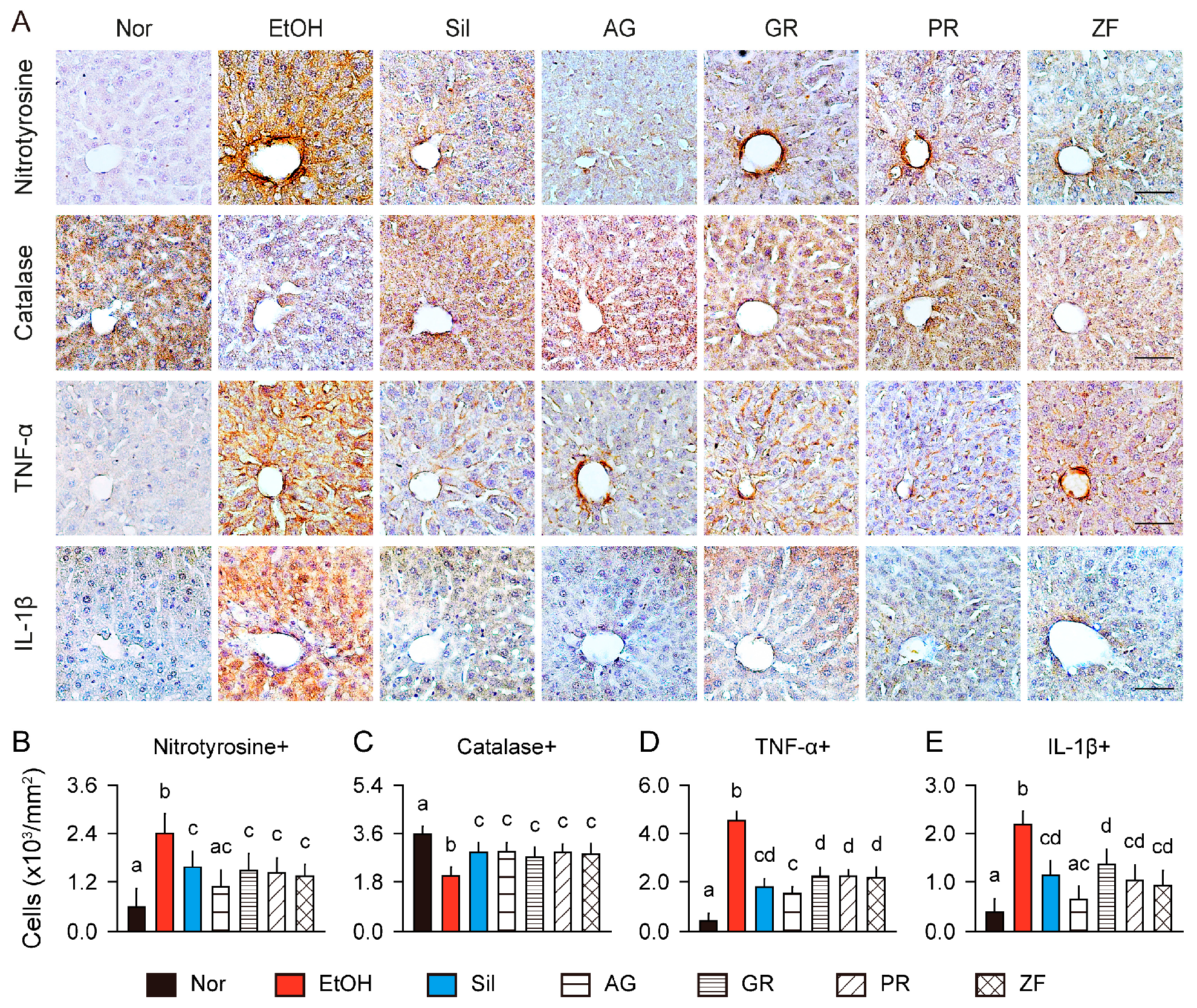 Antioxidants 13 01137 g007