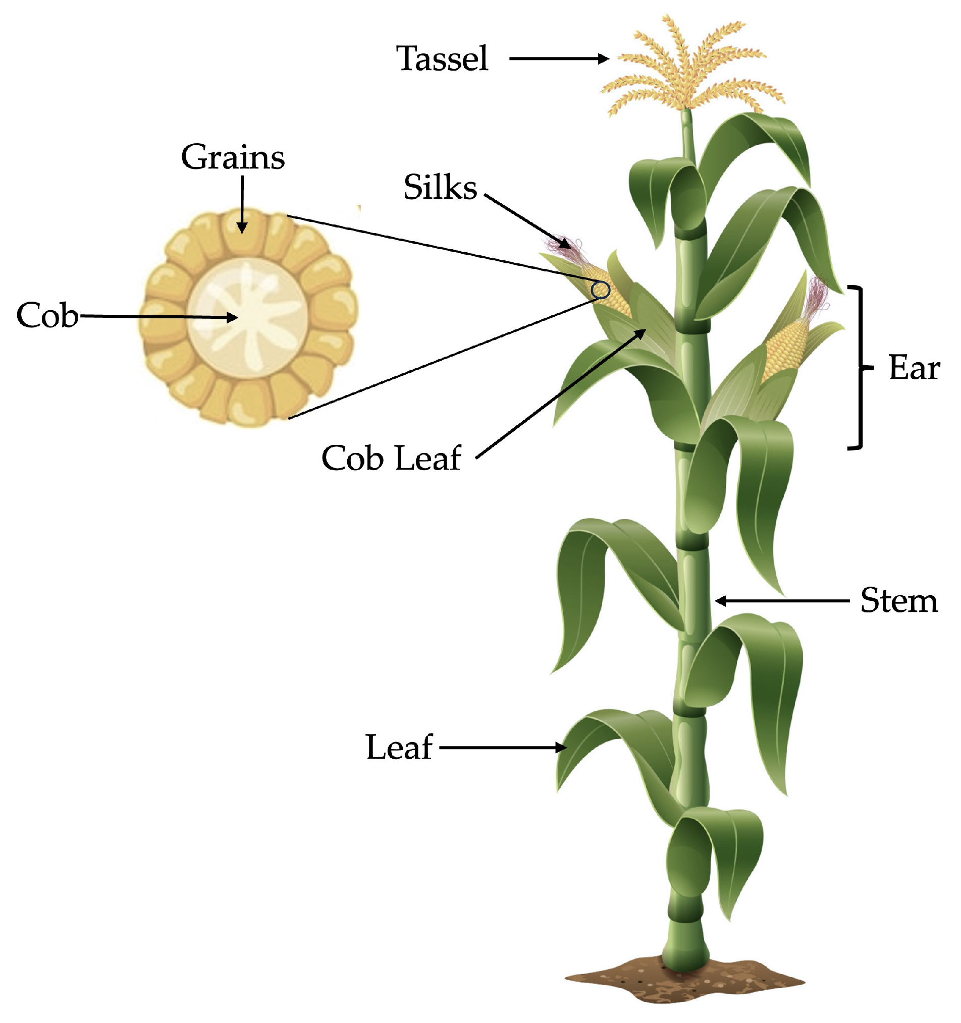 Antioxidants 13 01142 g001 Antioxidants 13 01142 g001