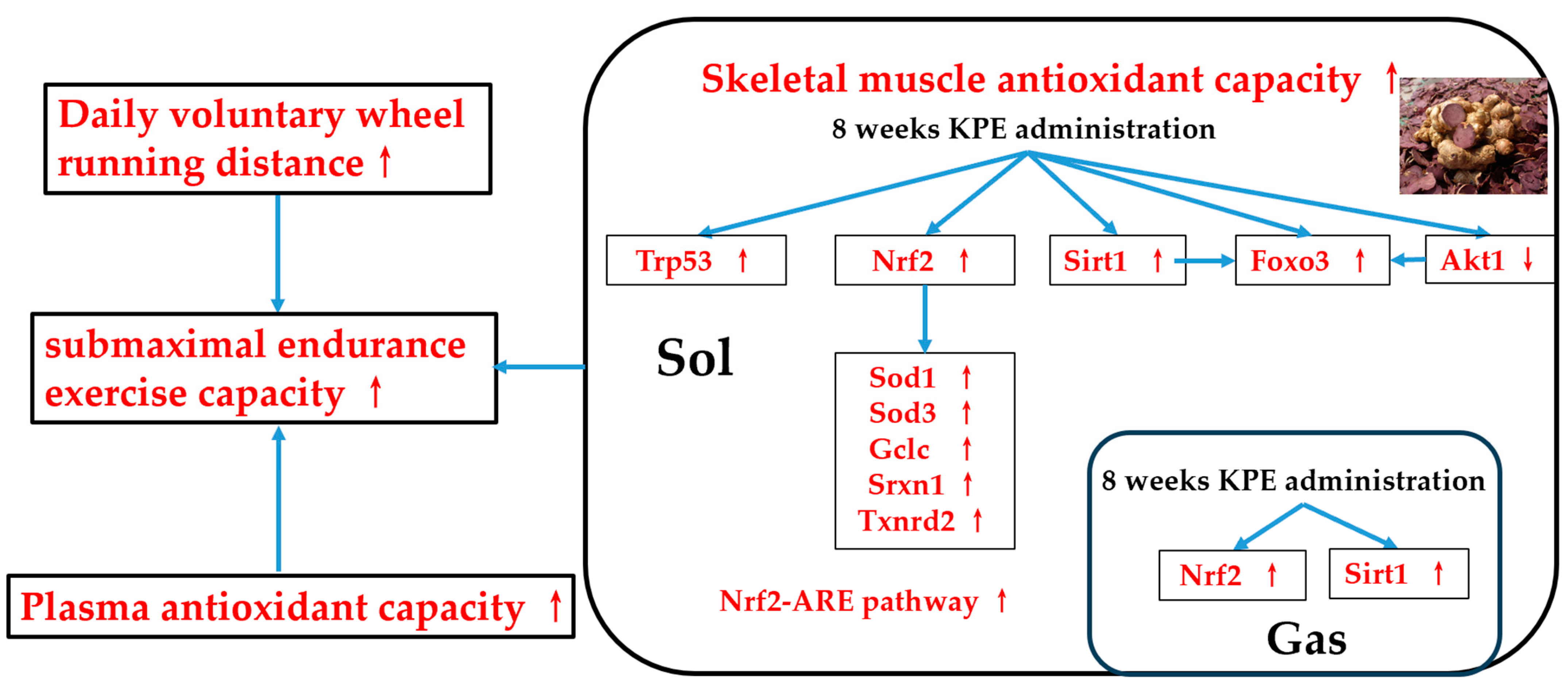 Antioxidants 13 01147 g010 Antioxidants 13 01147 g010