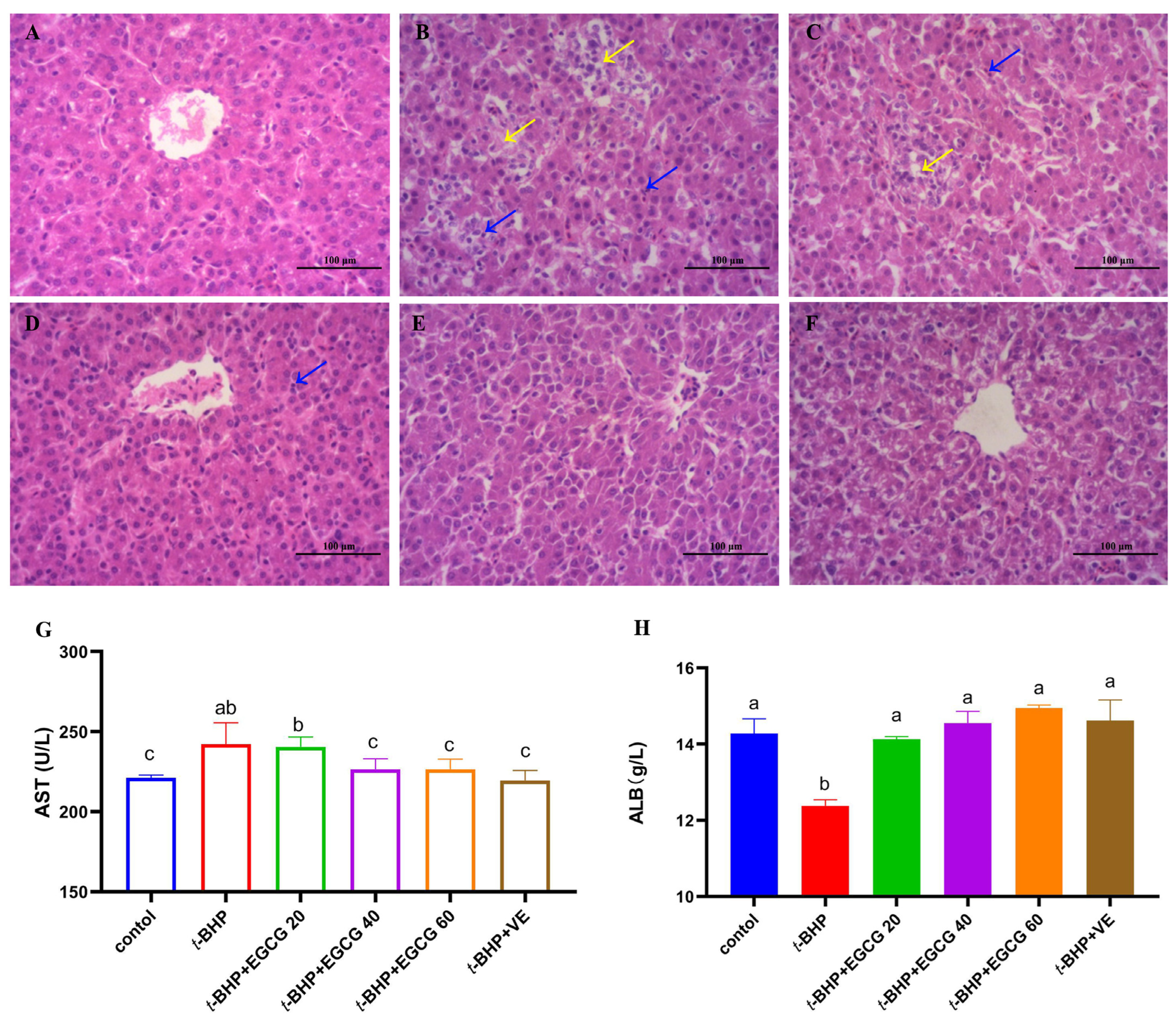Antioxidants 13 01153 g001