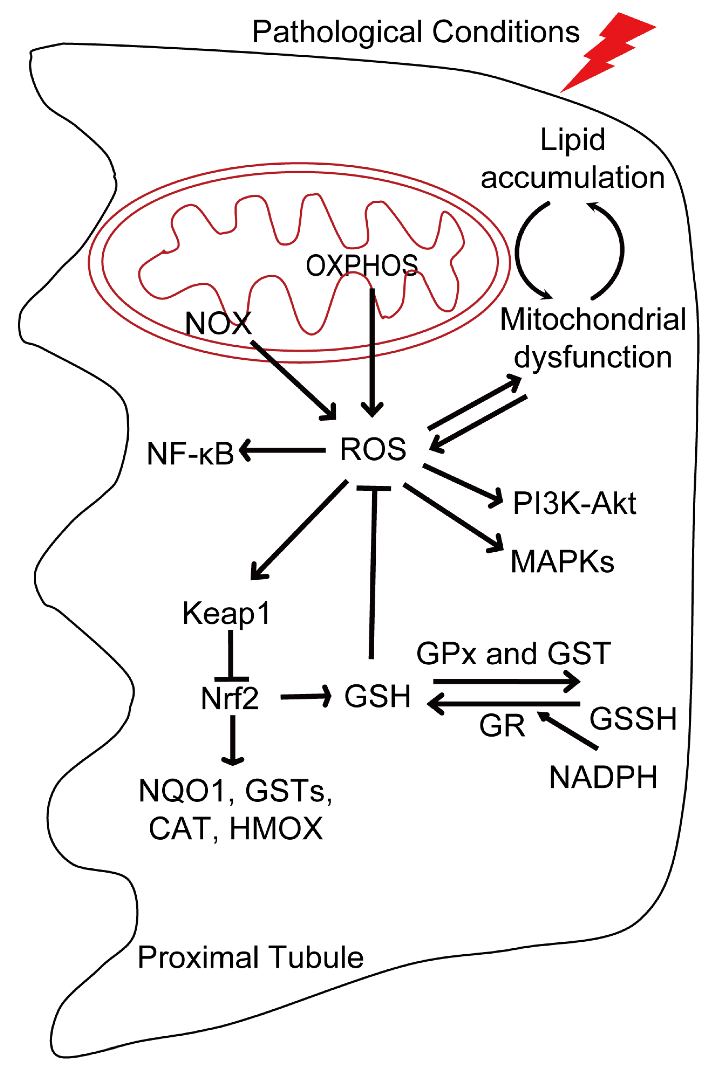 Antioxidants 13 01156 g001