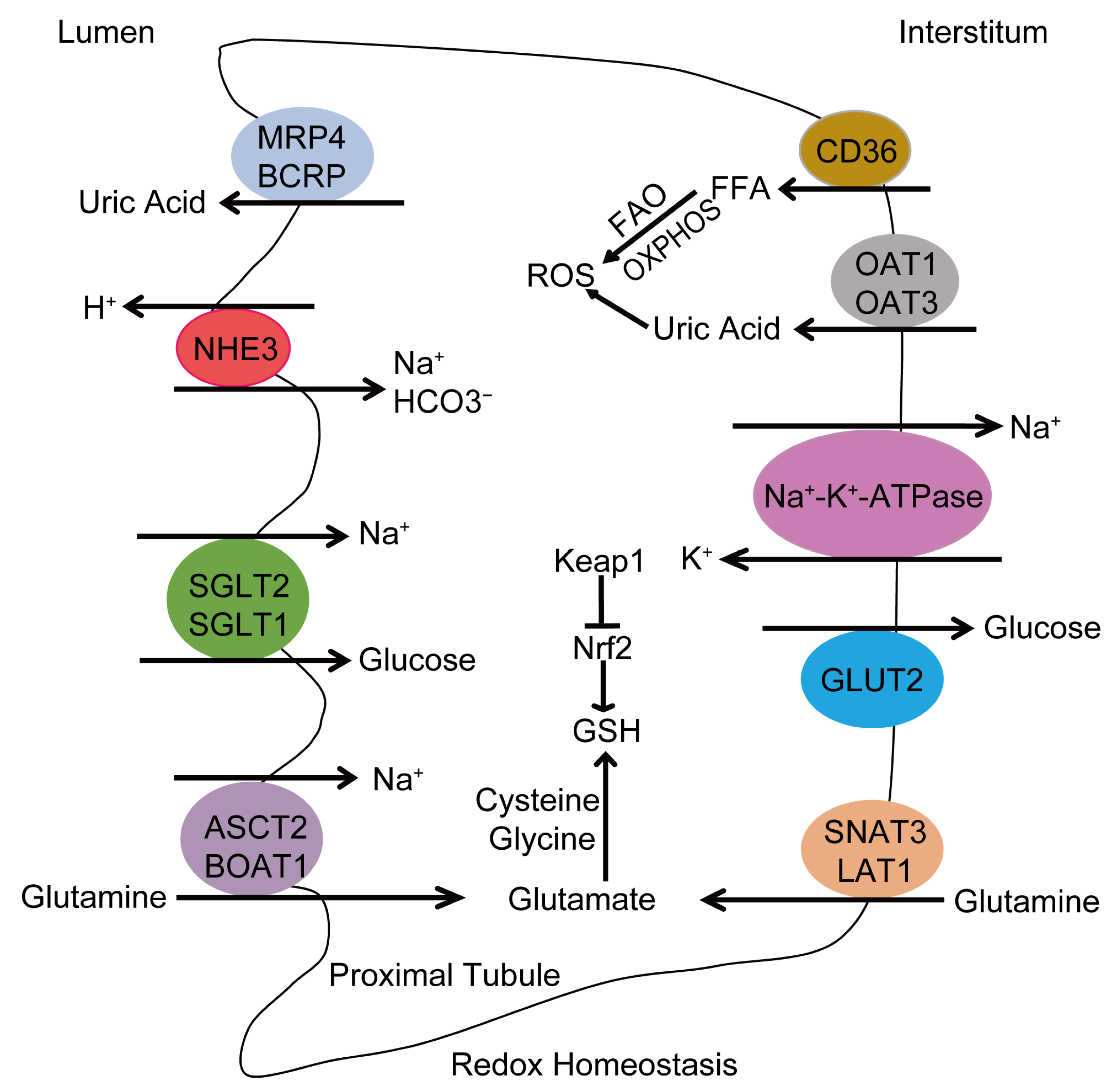 Antioxidants 13 01156 g002
