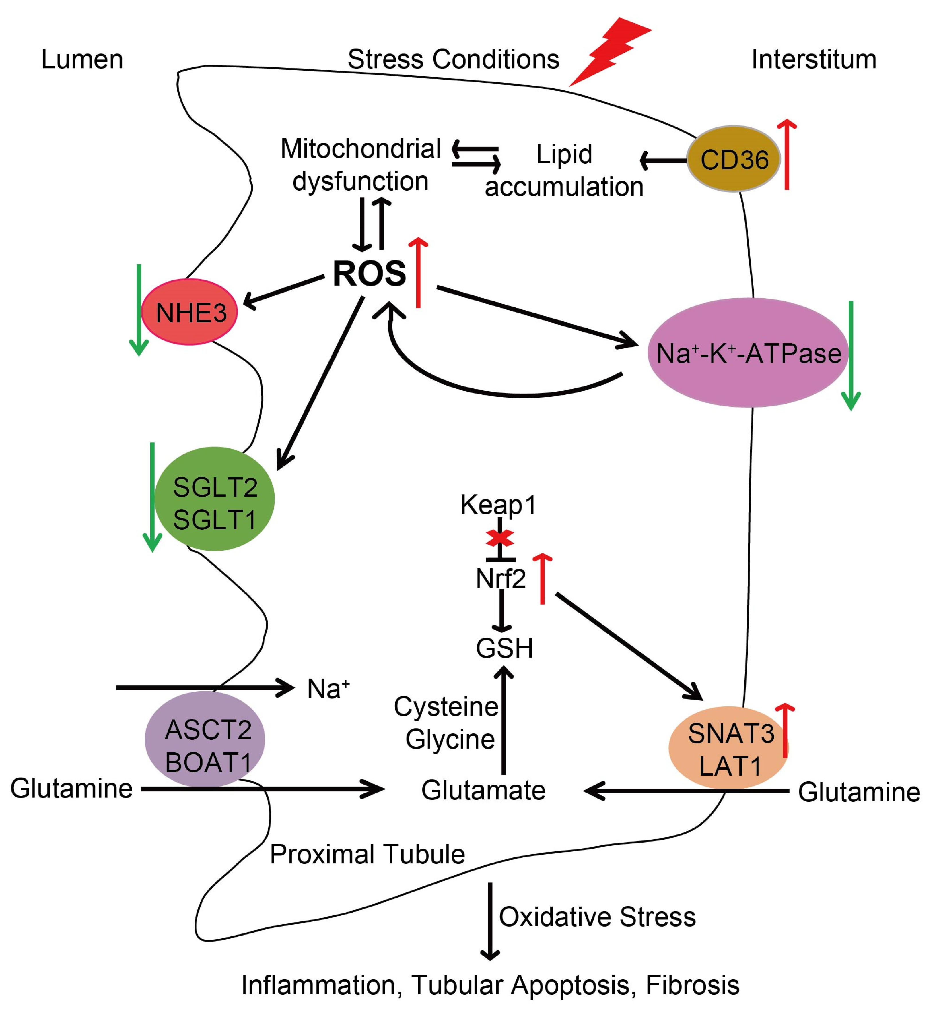 Antioxidants 13 01156 g003