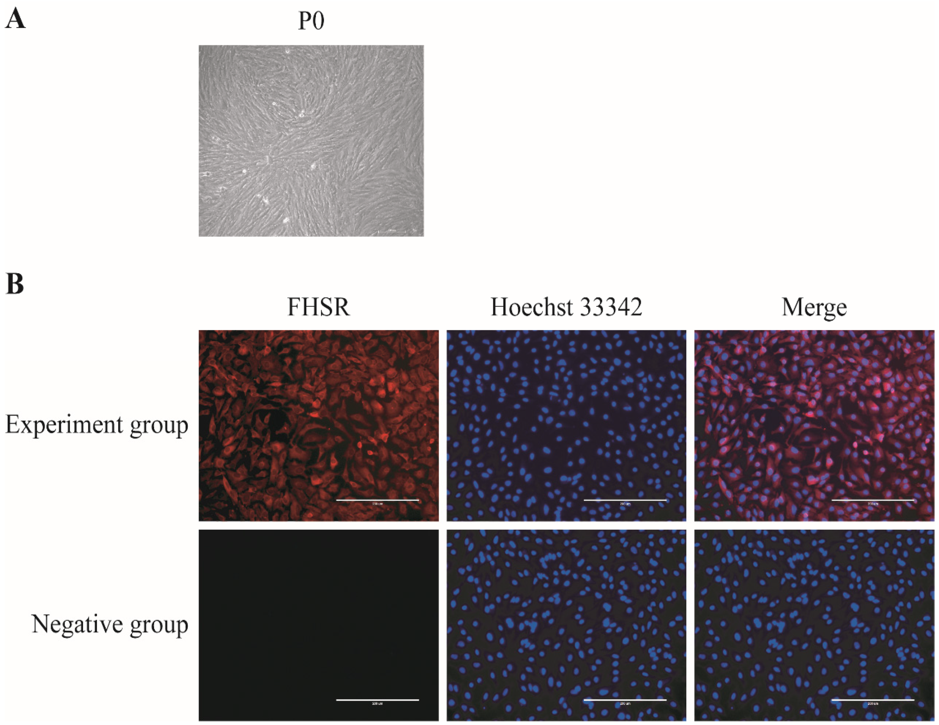 Antioxidants 13 01185 g001 Antioxidants 13 01185 g001