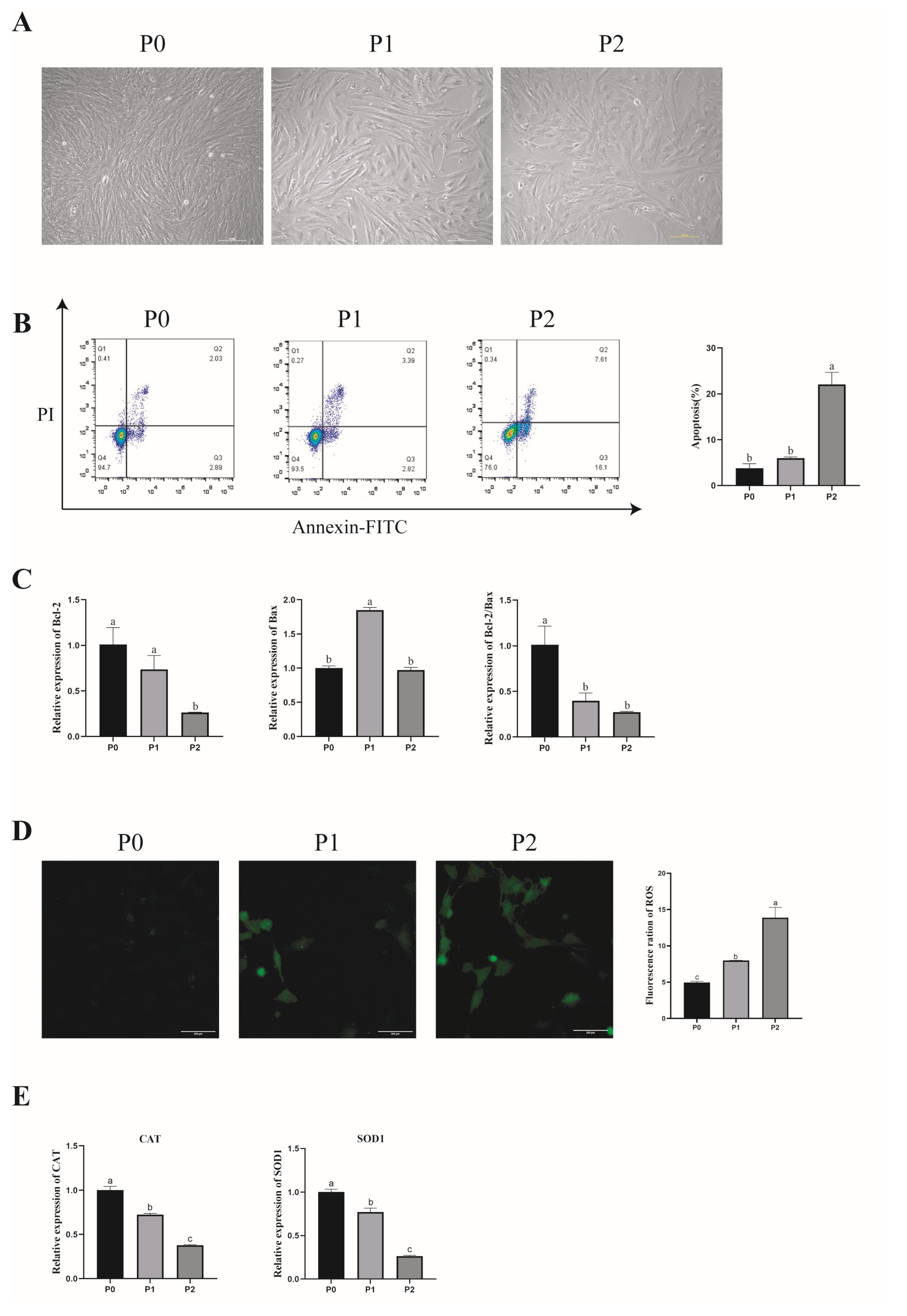 Antioxidants 13 01185 g002 Antioxidants 13 01185 g002
