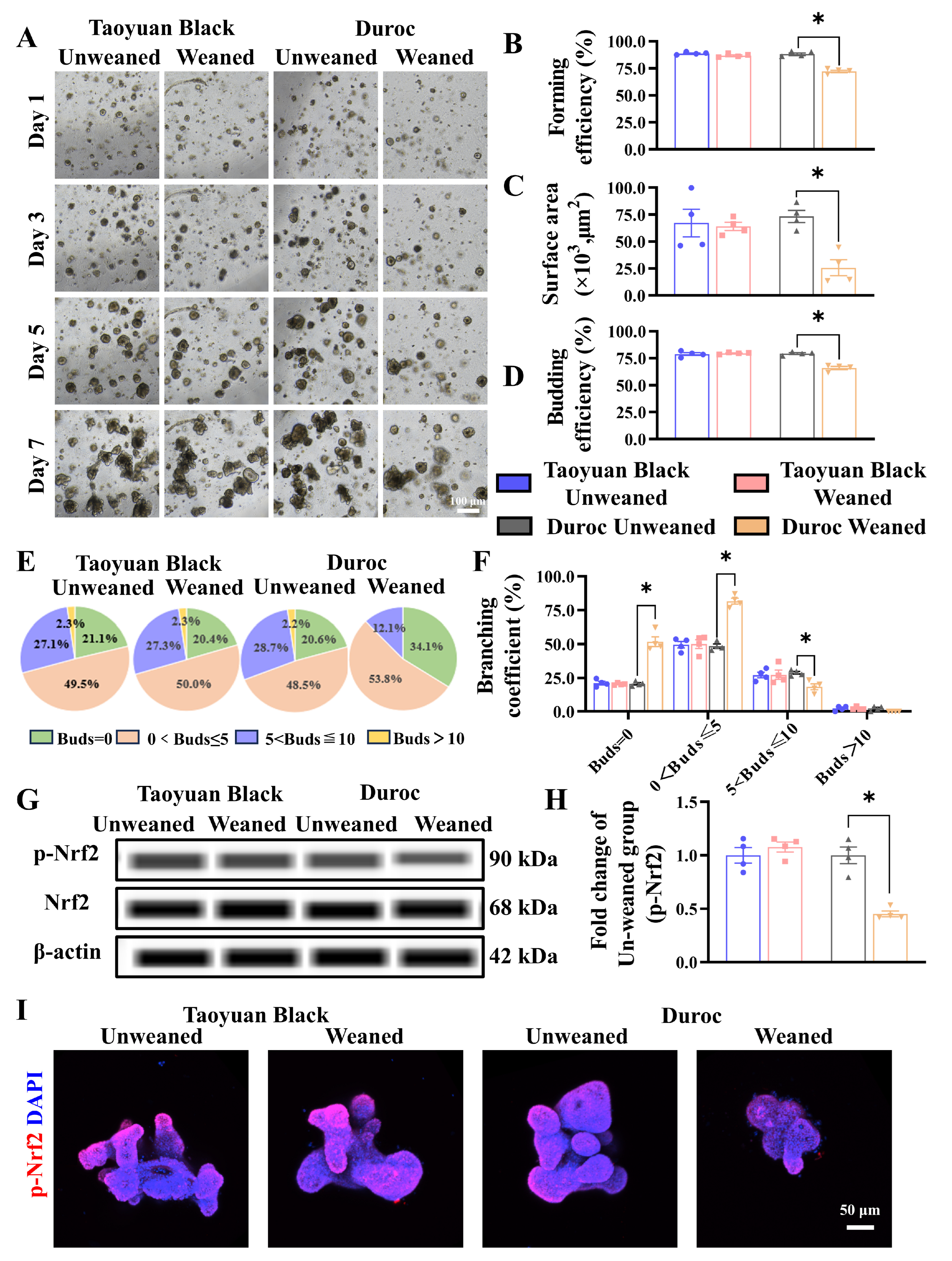 Antioxidants 13 01188 g005