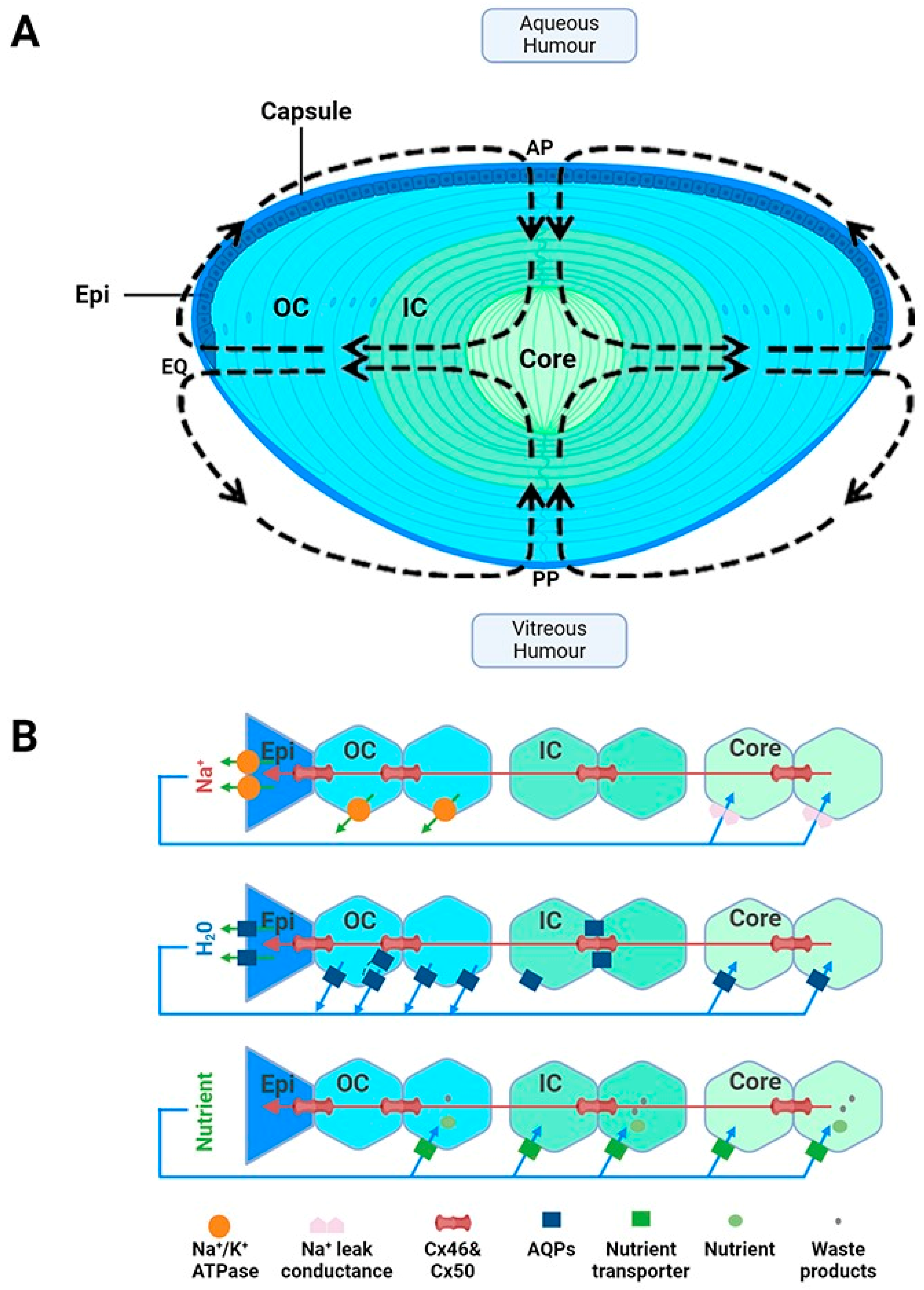 Antioxidants 13 01193 g001 Antioxidants 13 01193 g001