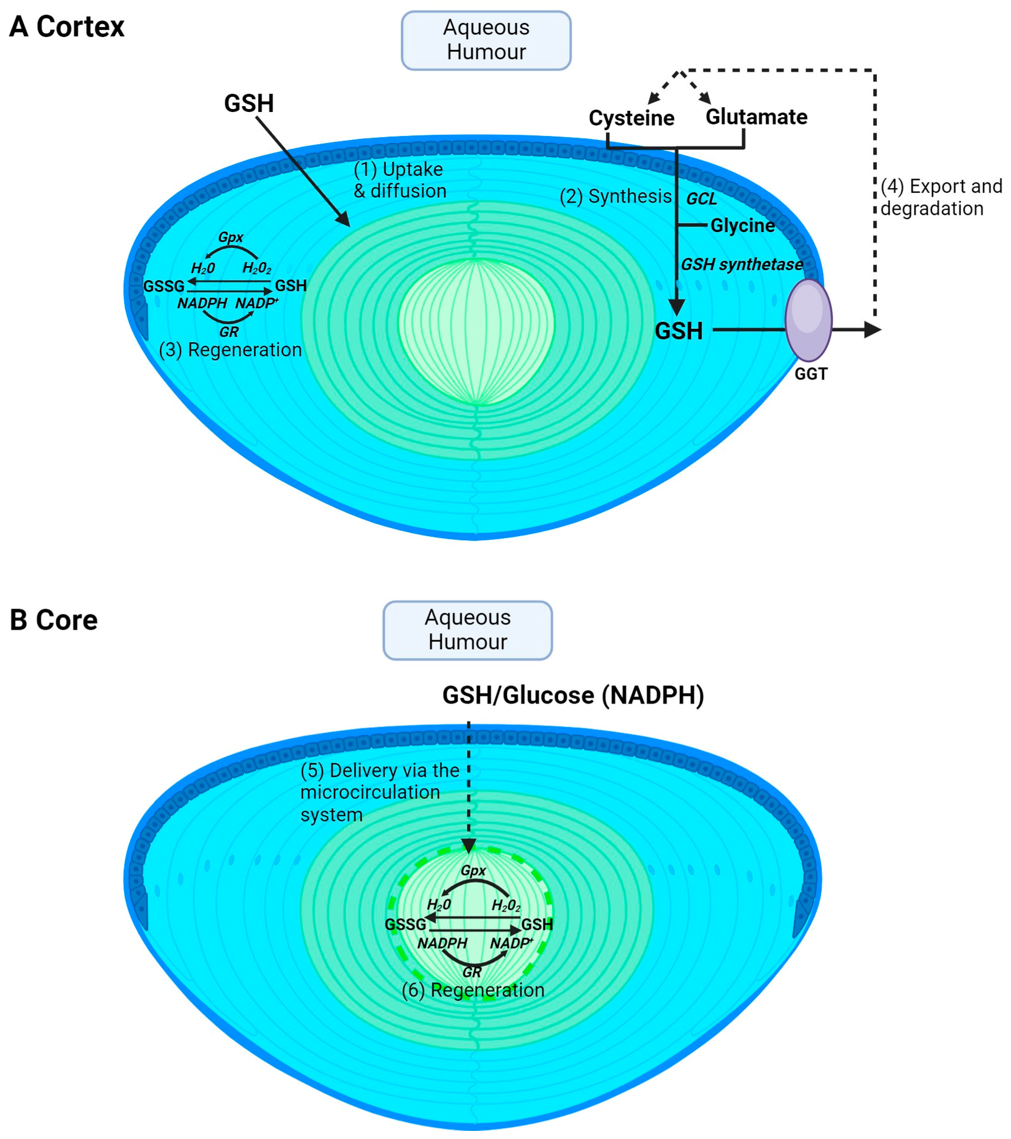 Antioxidants 13 01193 g002 Antioxidants 13 01193 g002
