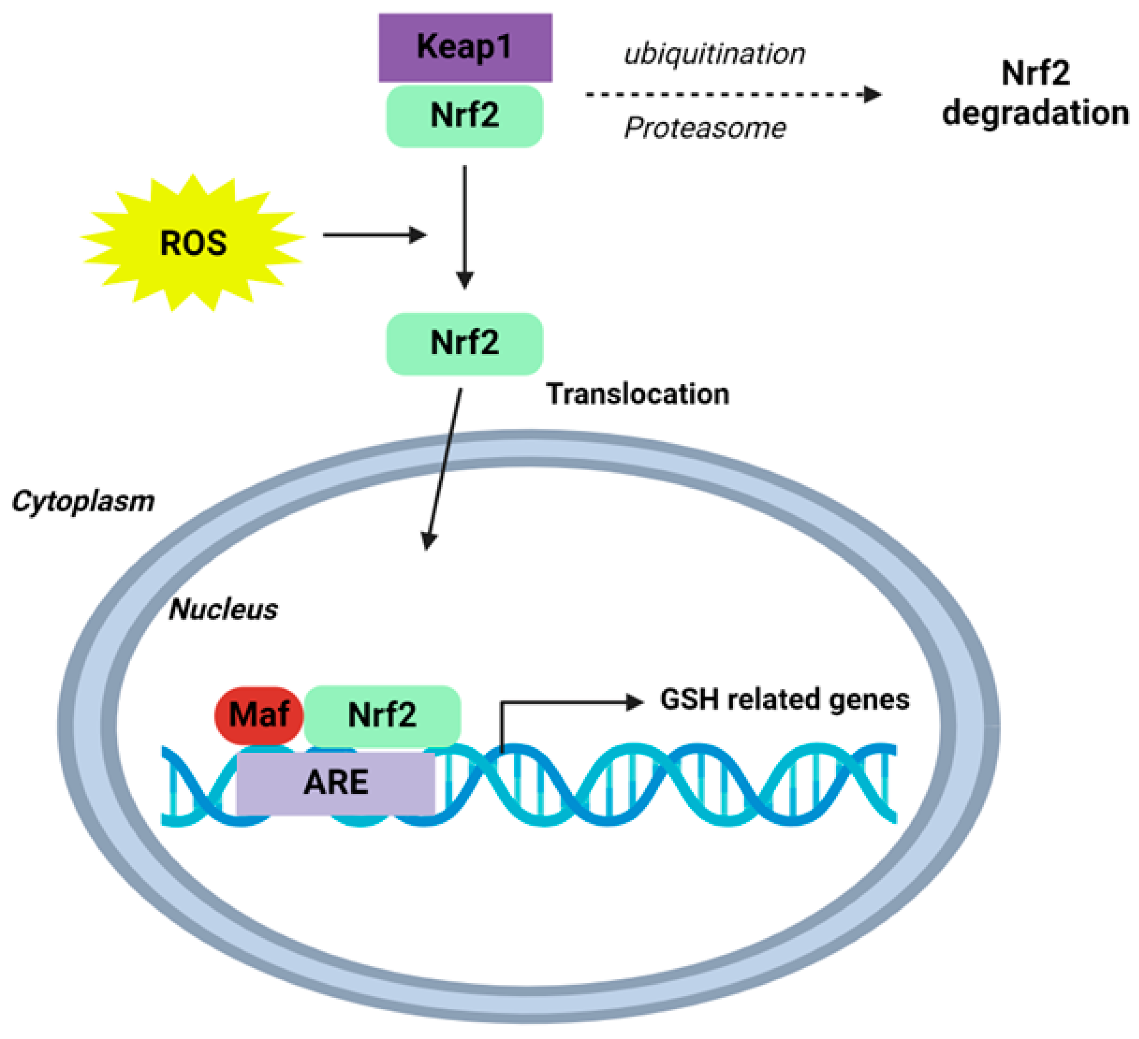 Antioxidants 13 01193 g003 Antioxidants 13 01193 g003