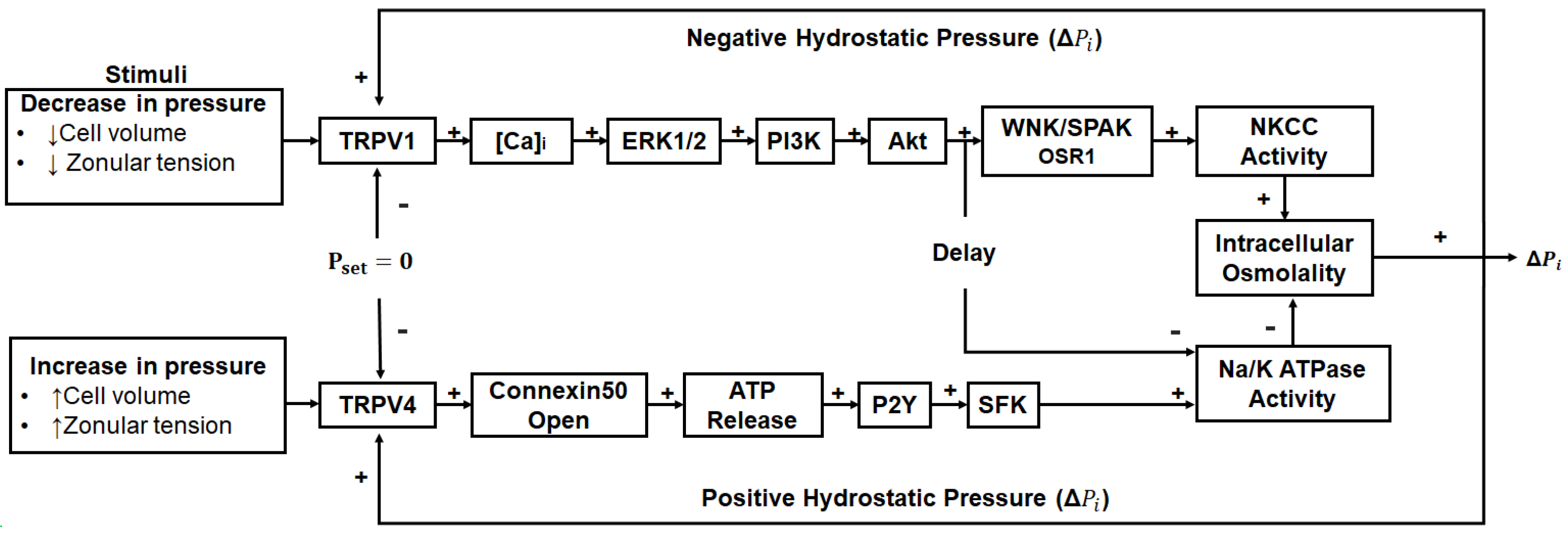 Antioxidants 13 01193 g004 Antioxidants 13 01193 g004
