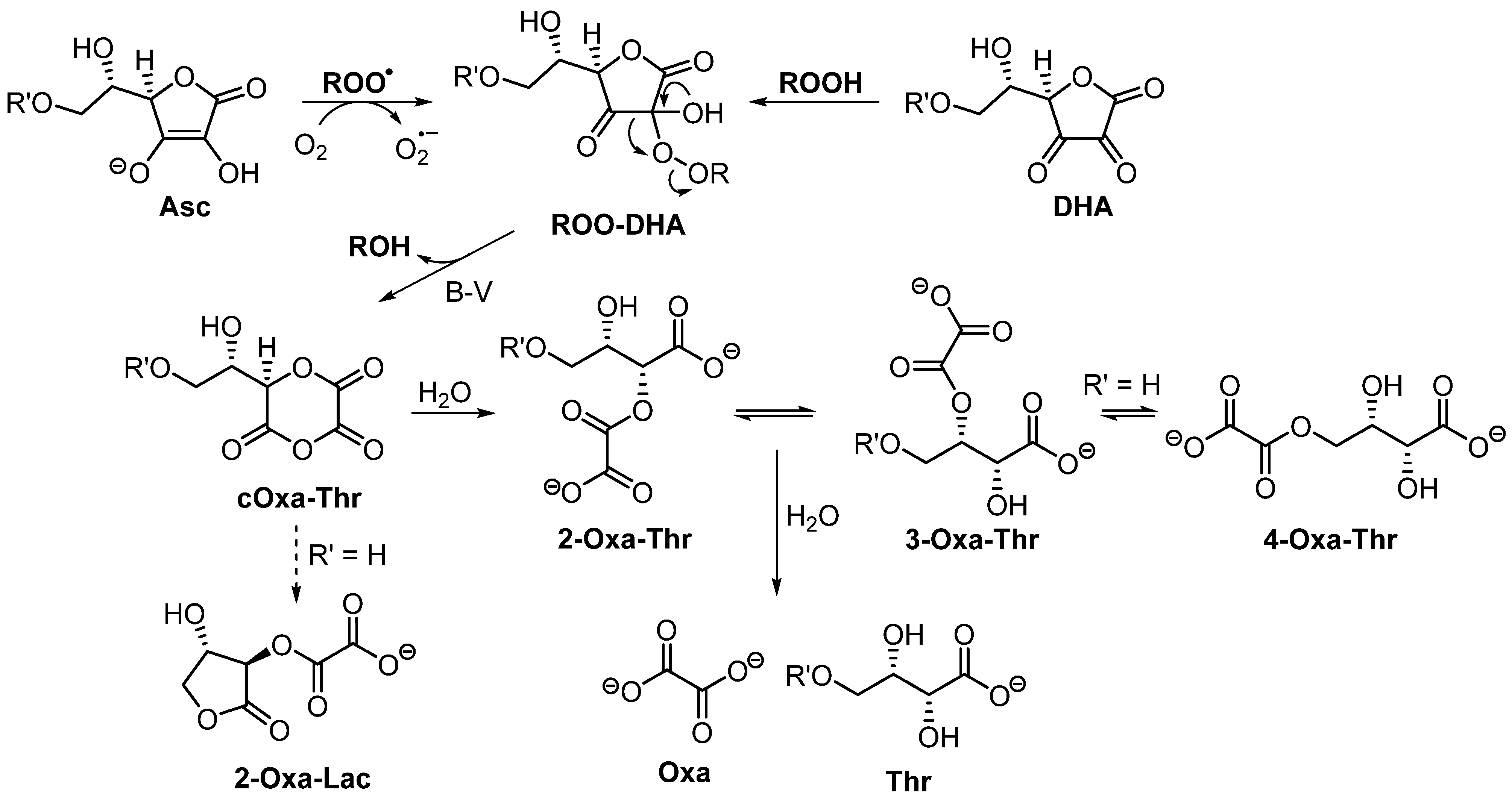 Antioxidants 13 01194 sch003