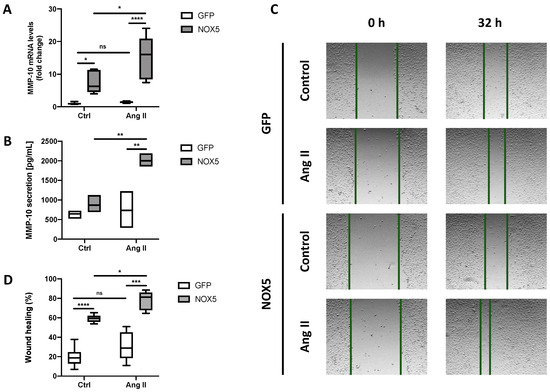 NADPH Oxidase 5 (NOX5) Upregulates MMP-10 Production and