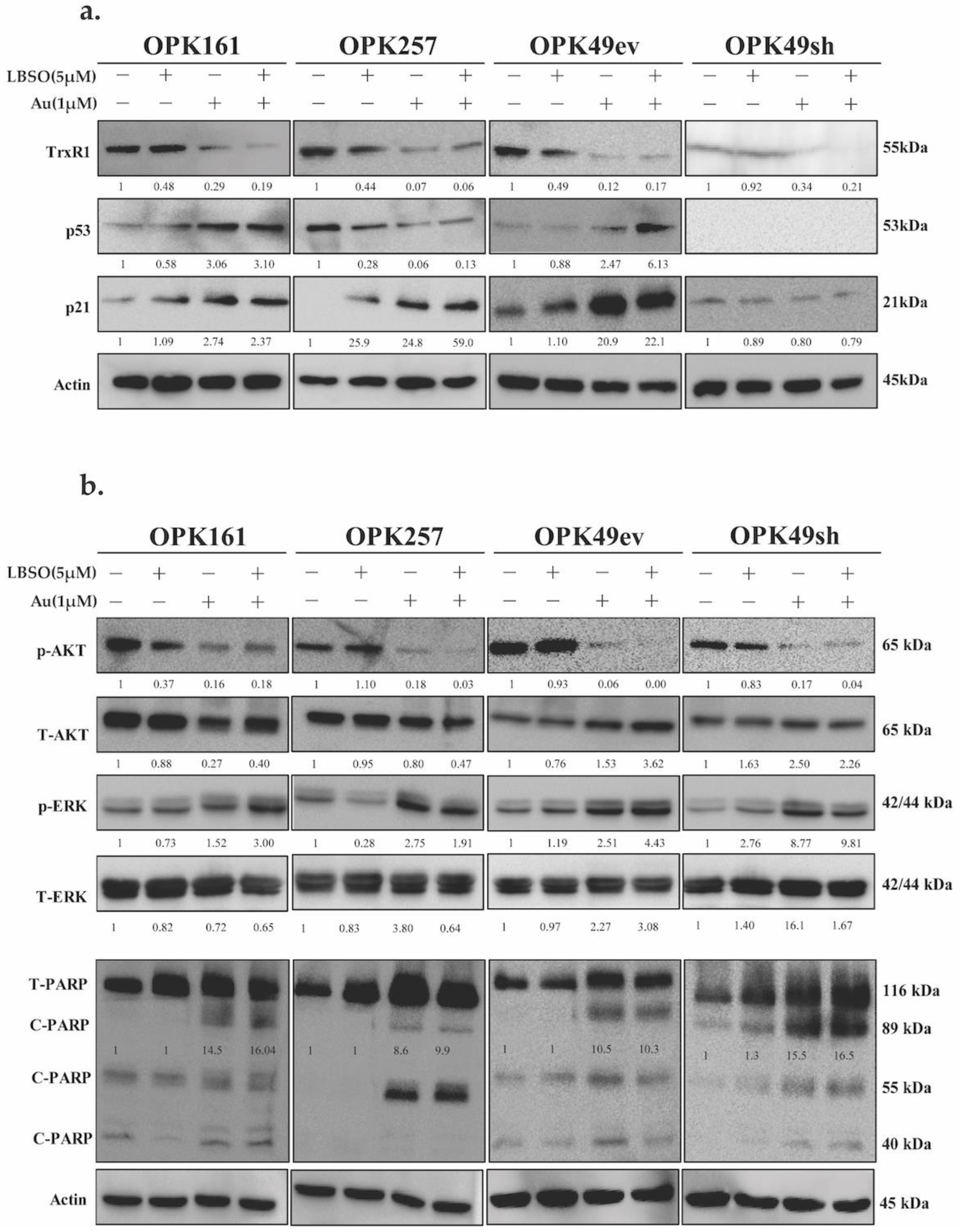 Antioxidants 13 01201 g005