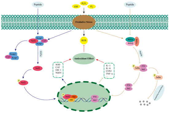Antioxidant Function and Application of Plant-Derived Peptides