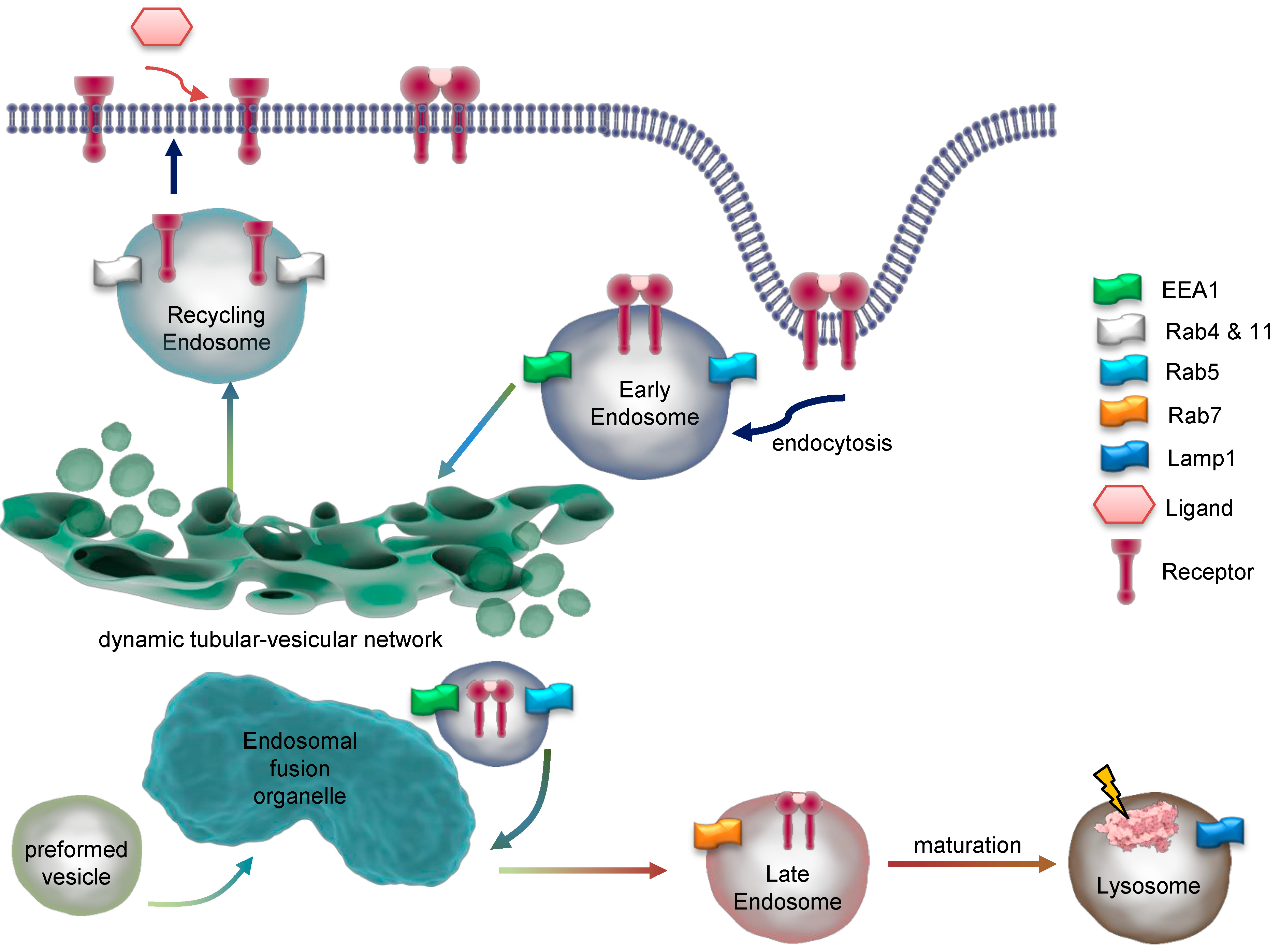 Antioxidants 13 01215 g003