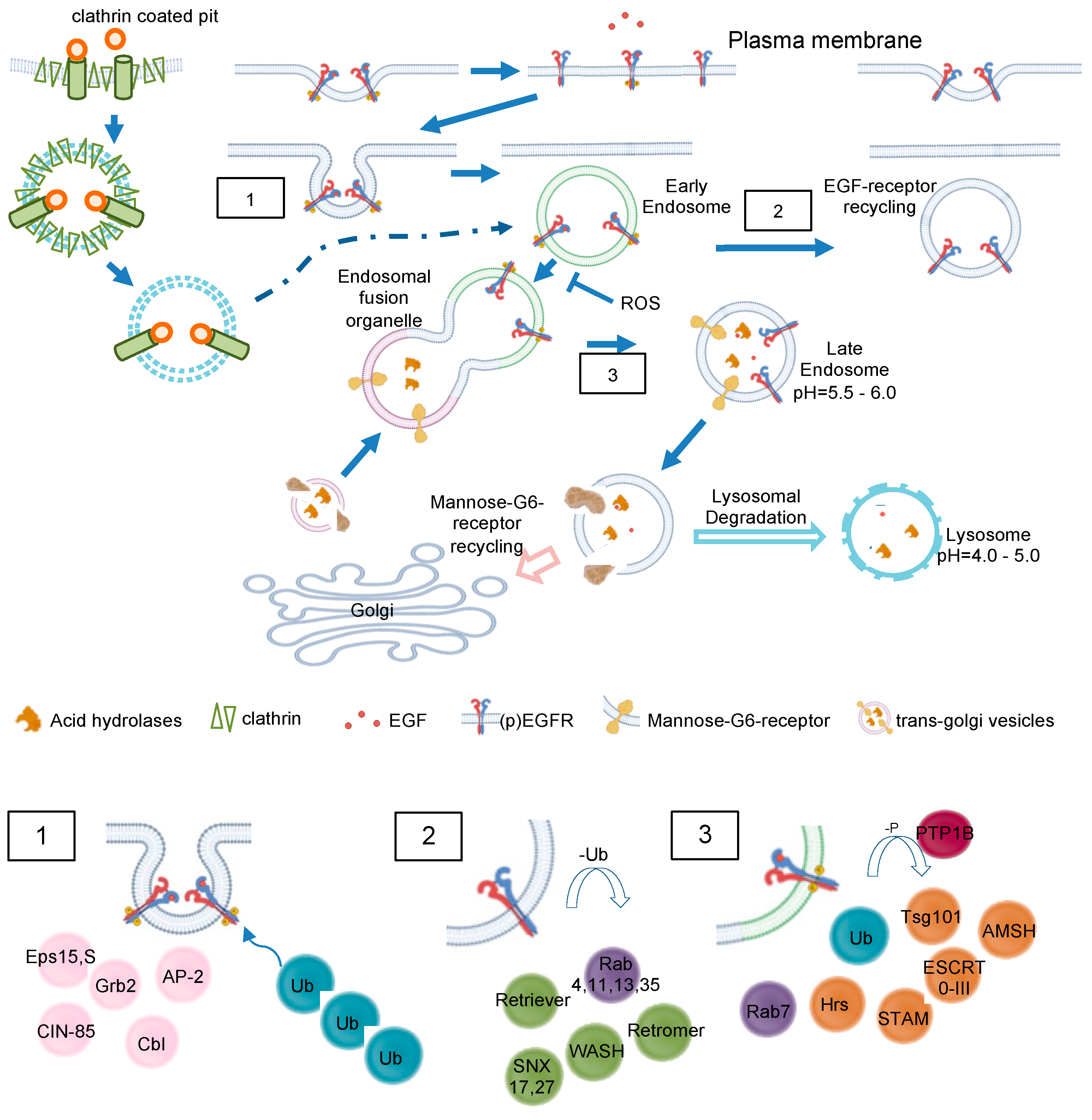 Antioxidants 13 01215 g004