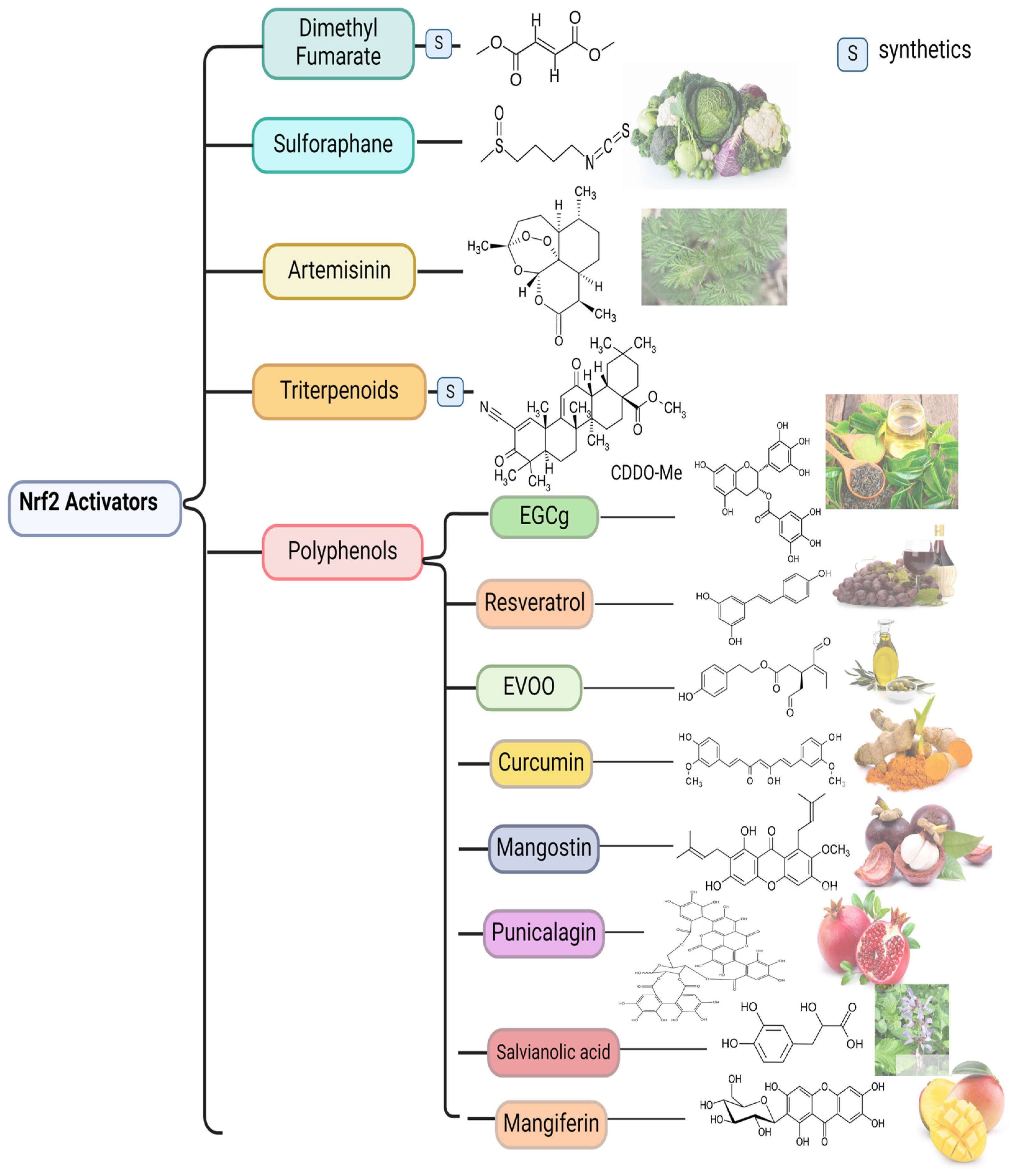 The Role of Antioxidant Transcription Factor Nrf2 and Its