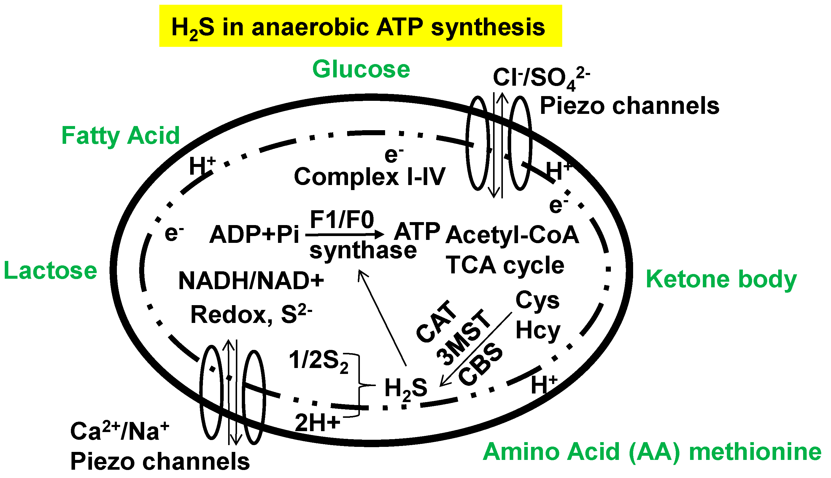 Antioxidants 13 01225 g004 Antioxidants 13 01225 g004