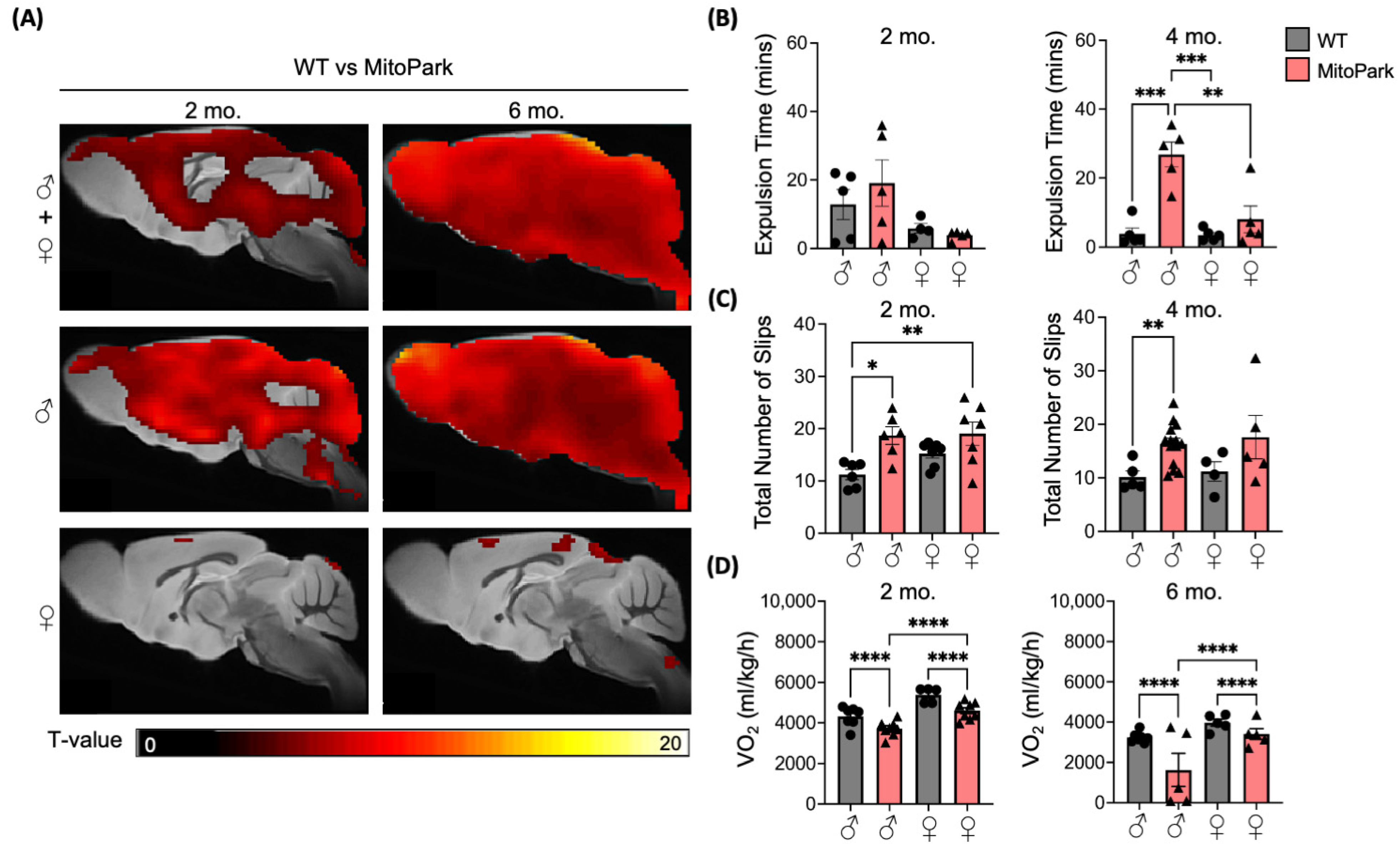 Antioxidants 13 01226 g004