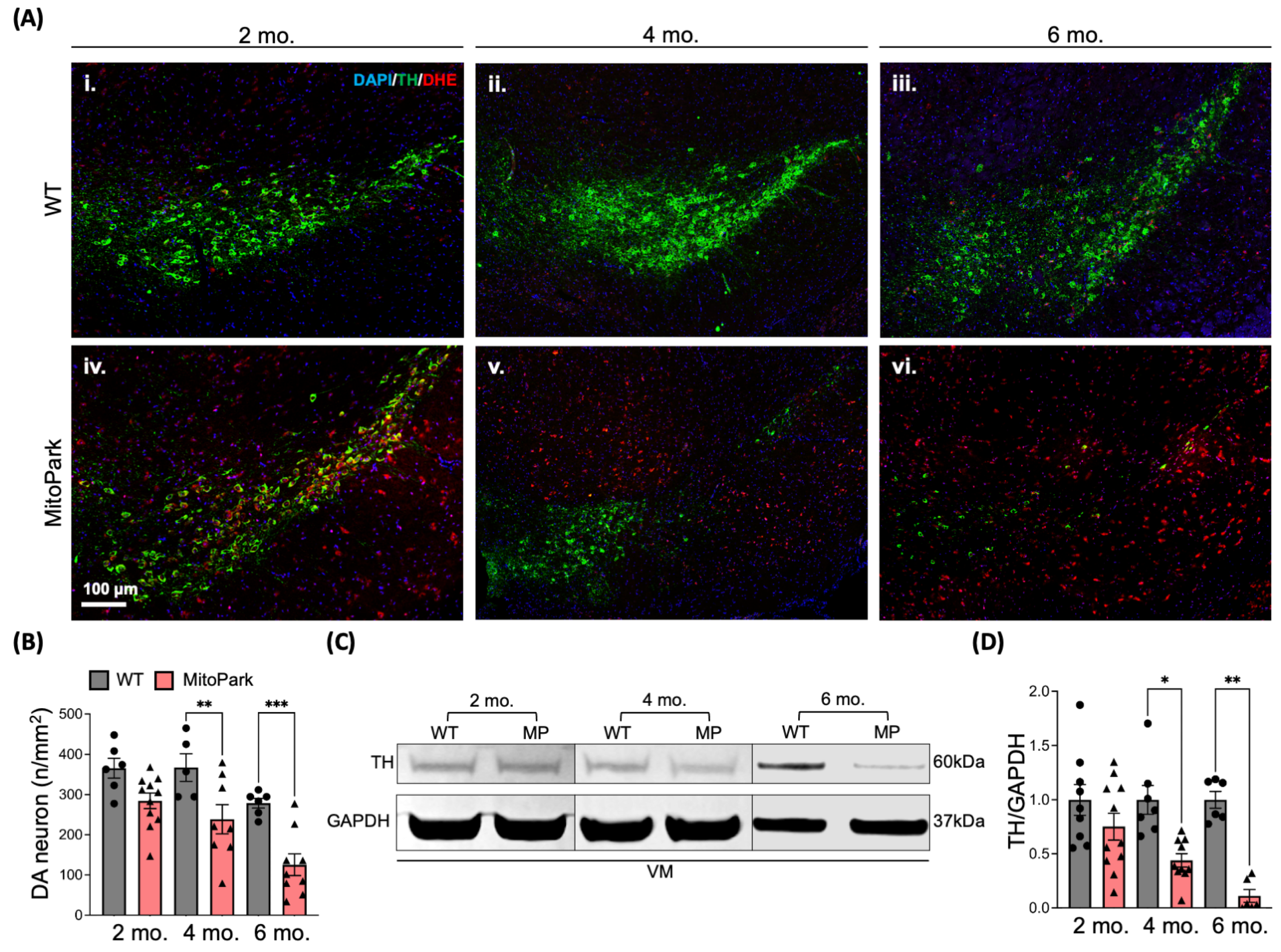 Antioxidants 13 01226 g005