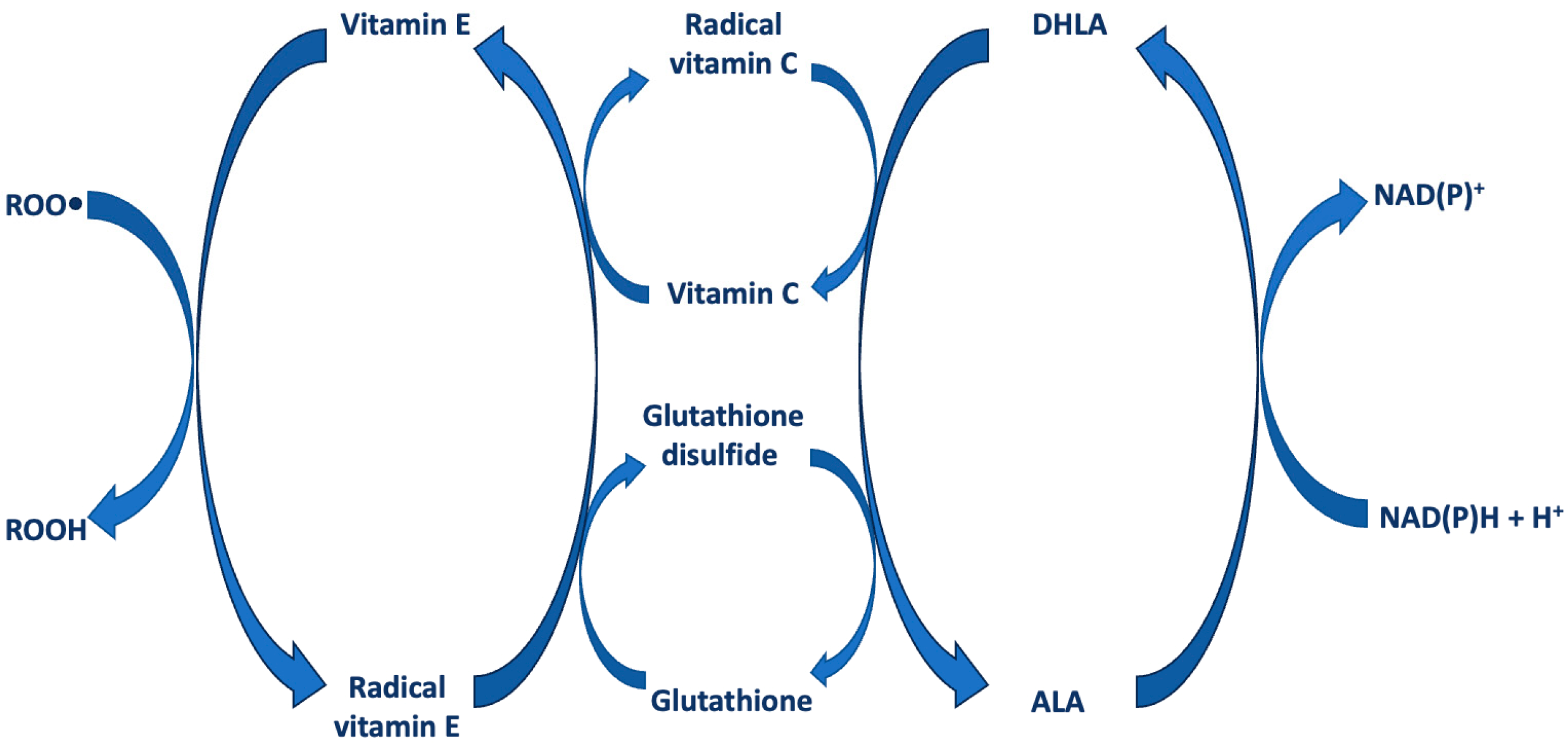 Antioxidants 13 01228 g003