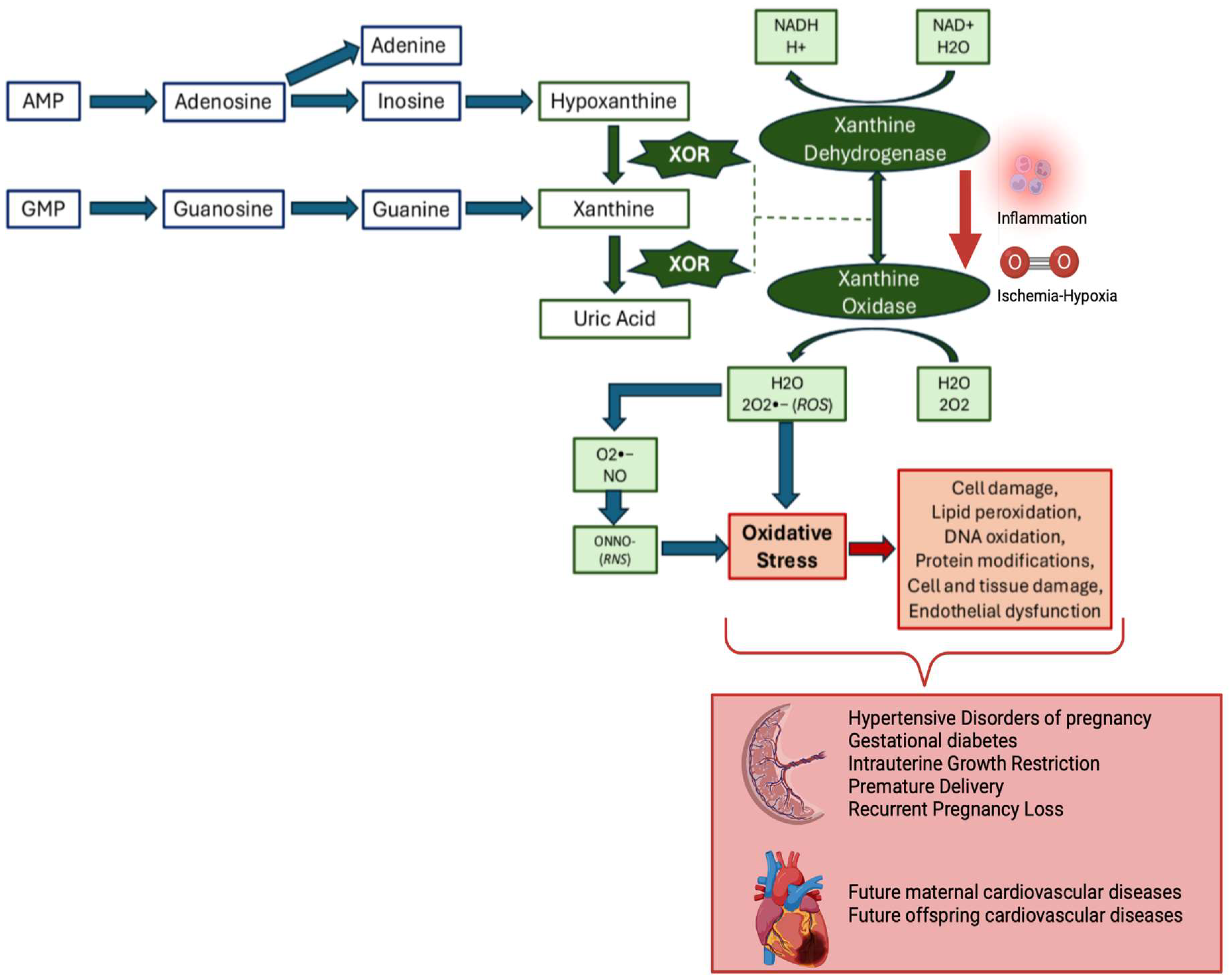 Antioxidants 13 01234 g002