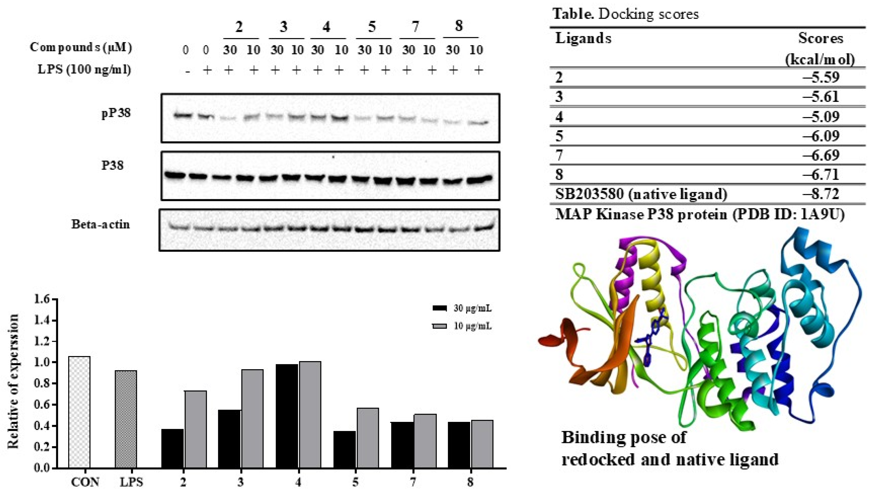 Antioxidants 13 01235 g008