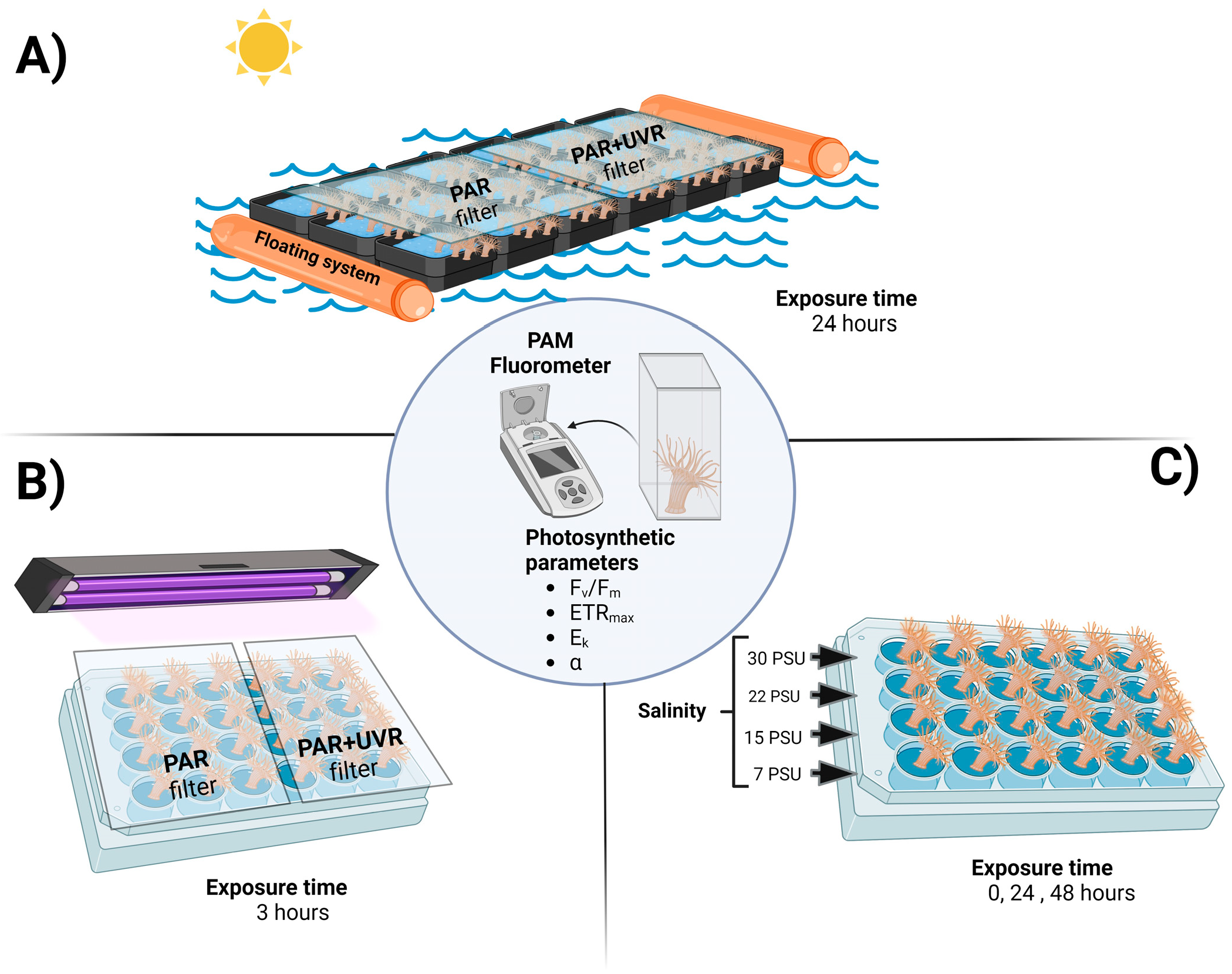 Antioxidants 13 01239 g001 Antioxidants 13 01239 g001