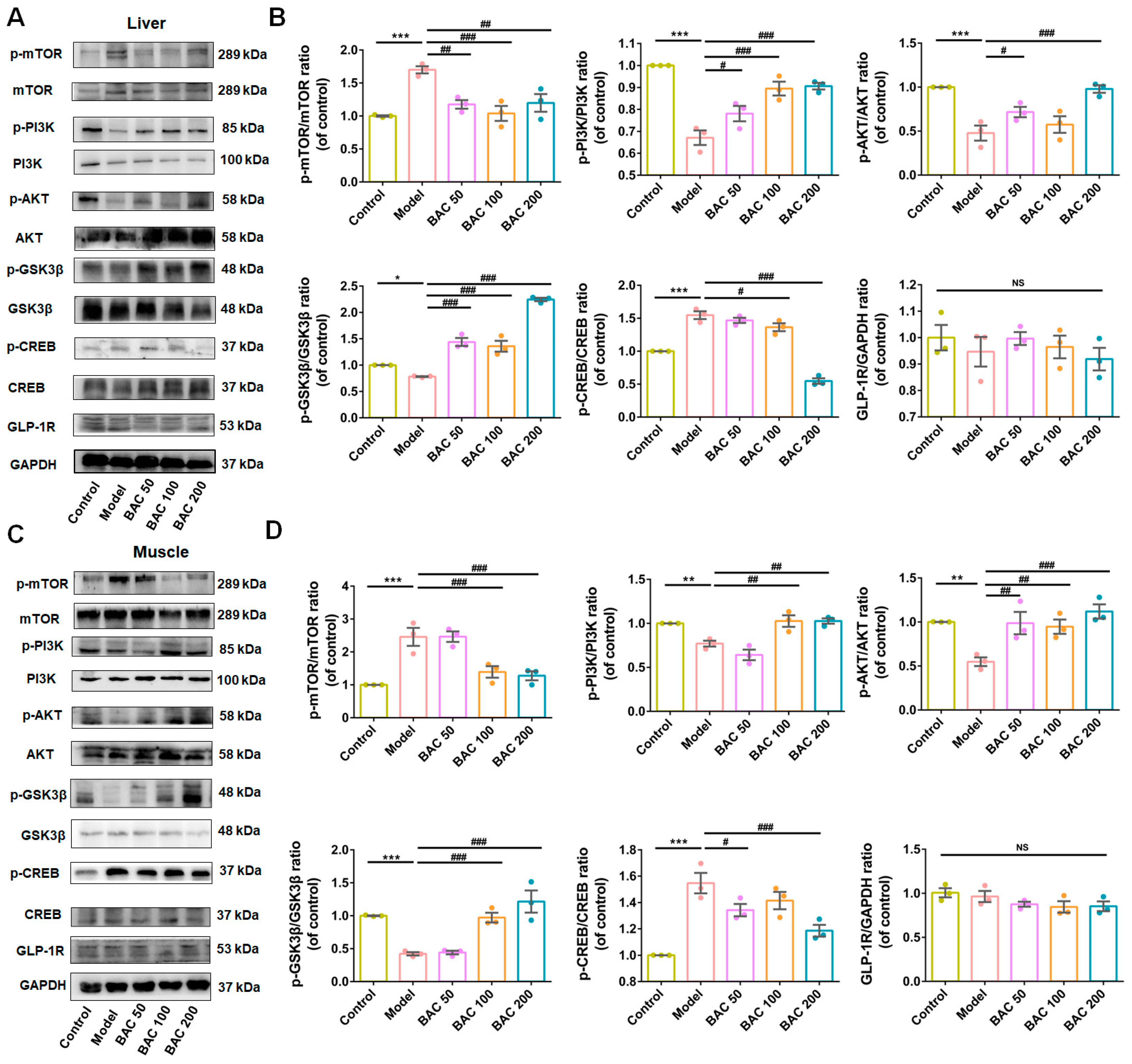Antioxidants 13 01246 g003