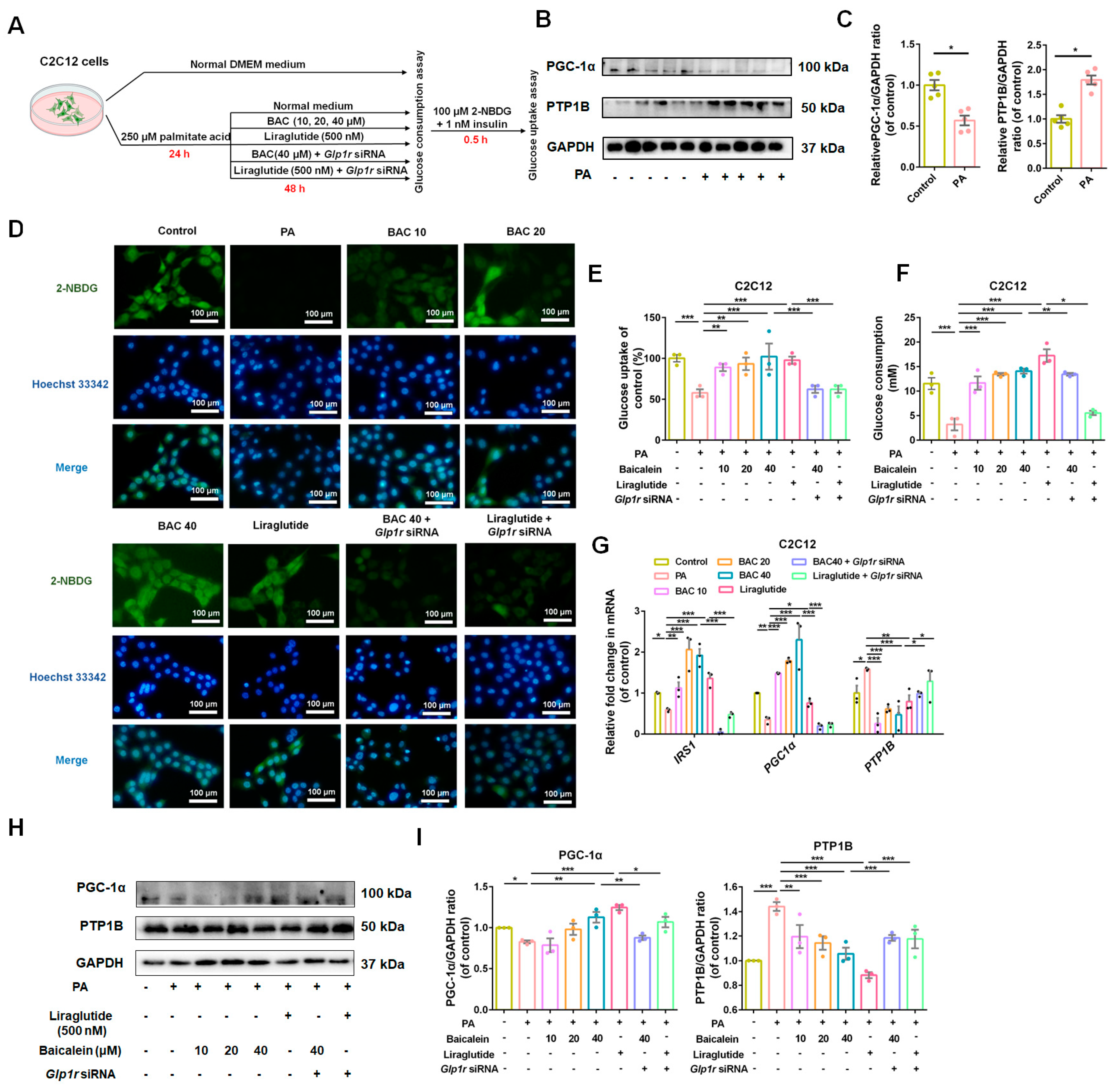 Antioxidants 13 01246 g007