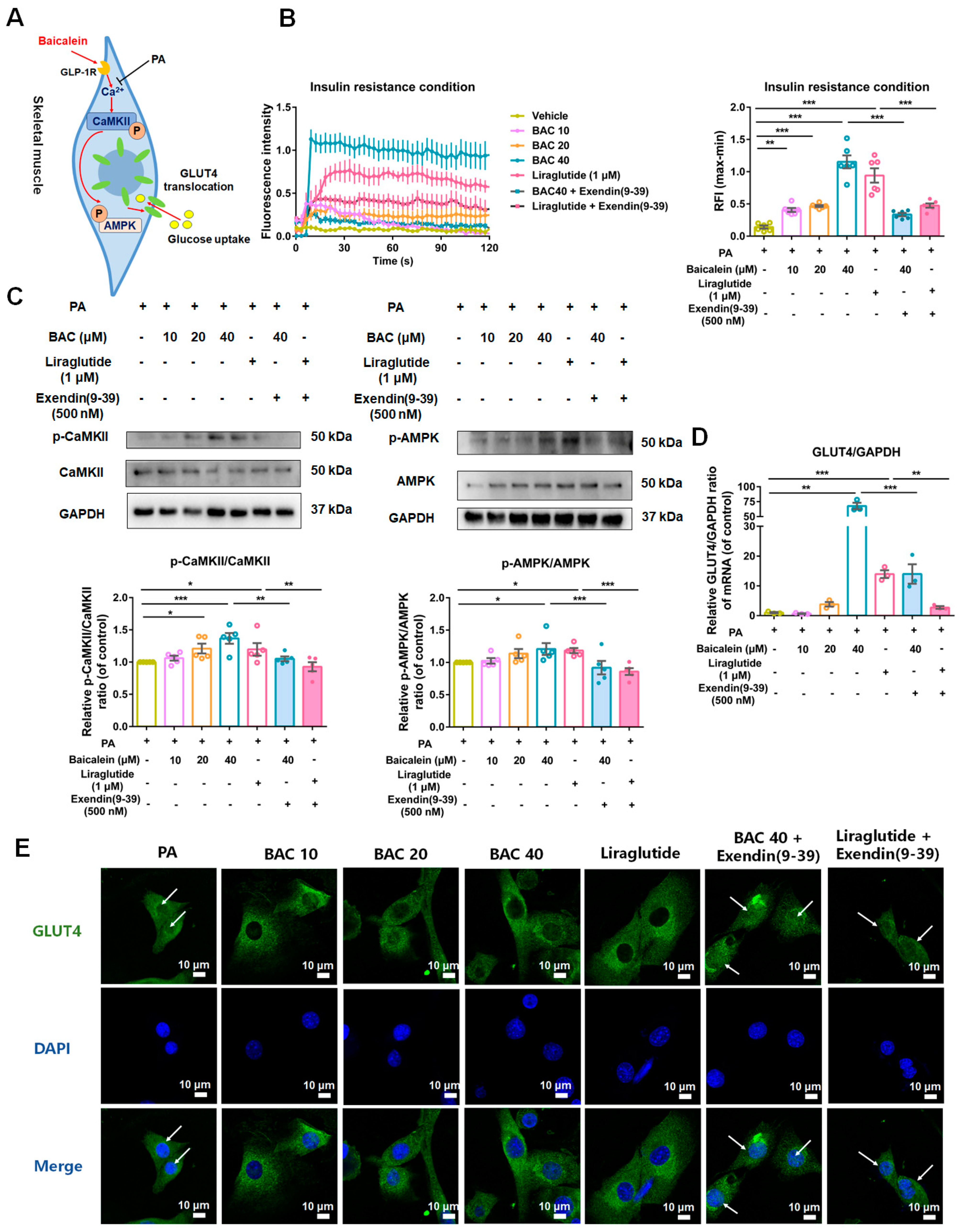 Antioxidants 13 01246 g010