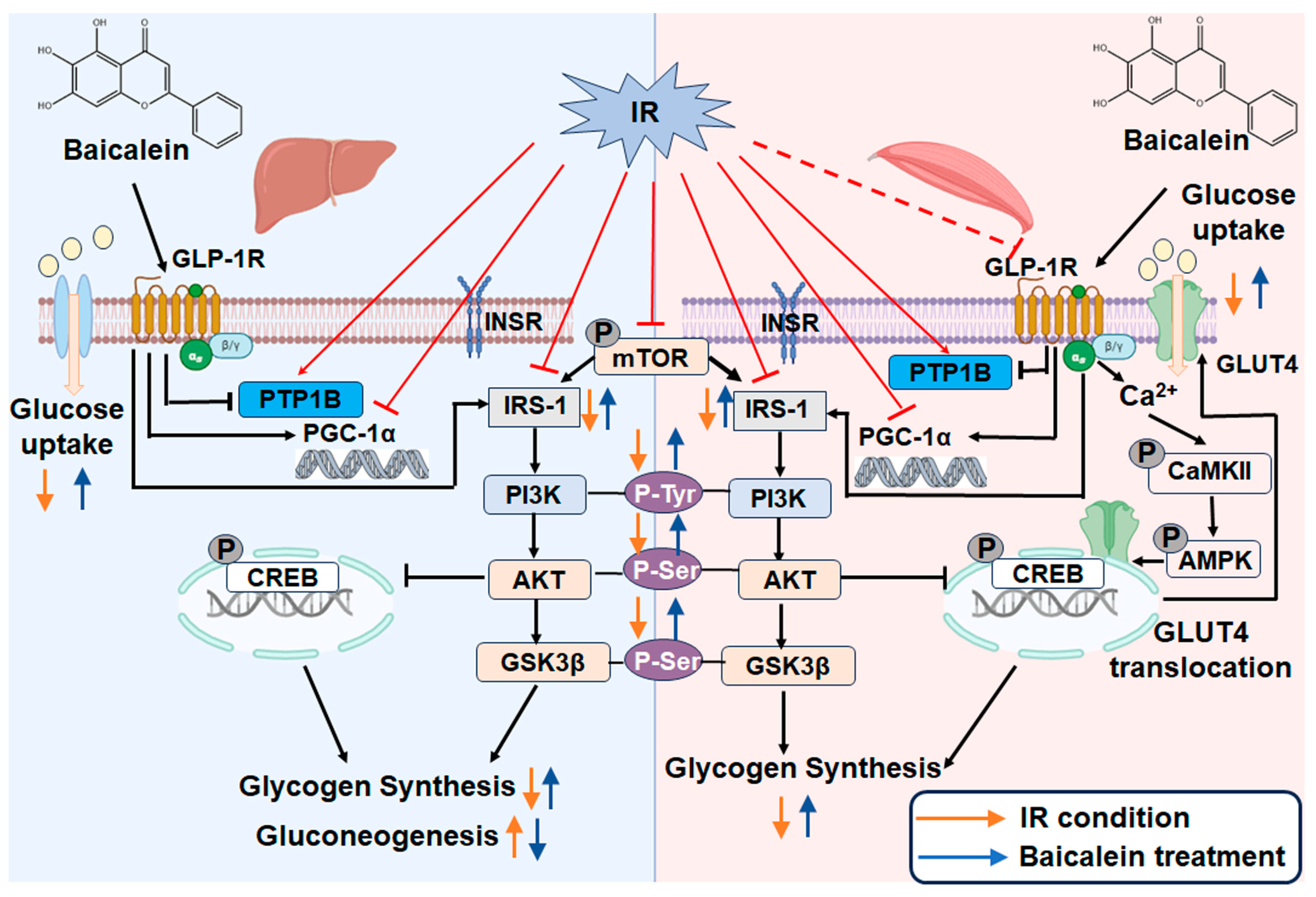 Antioxidants 13 01246 g011