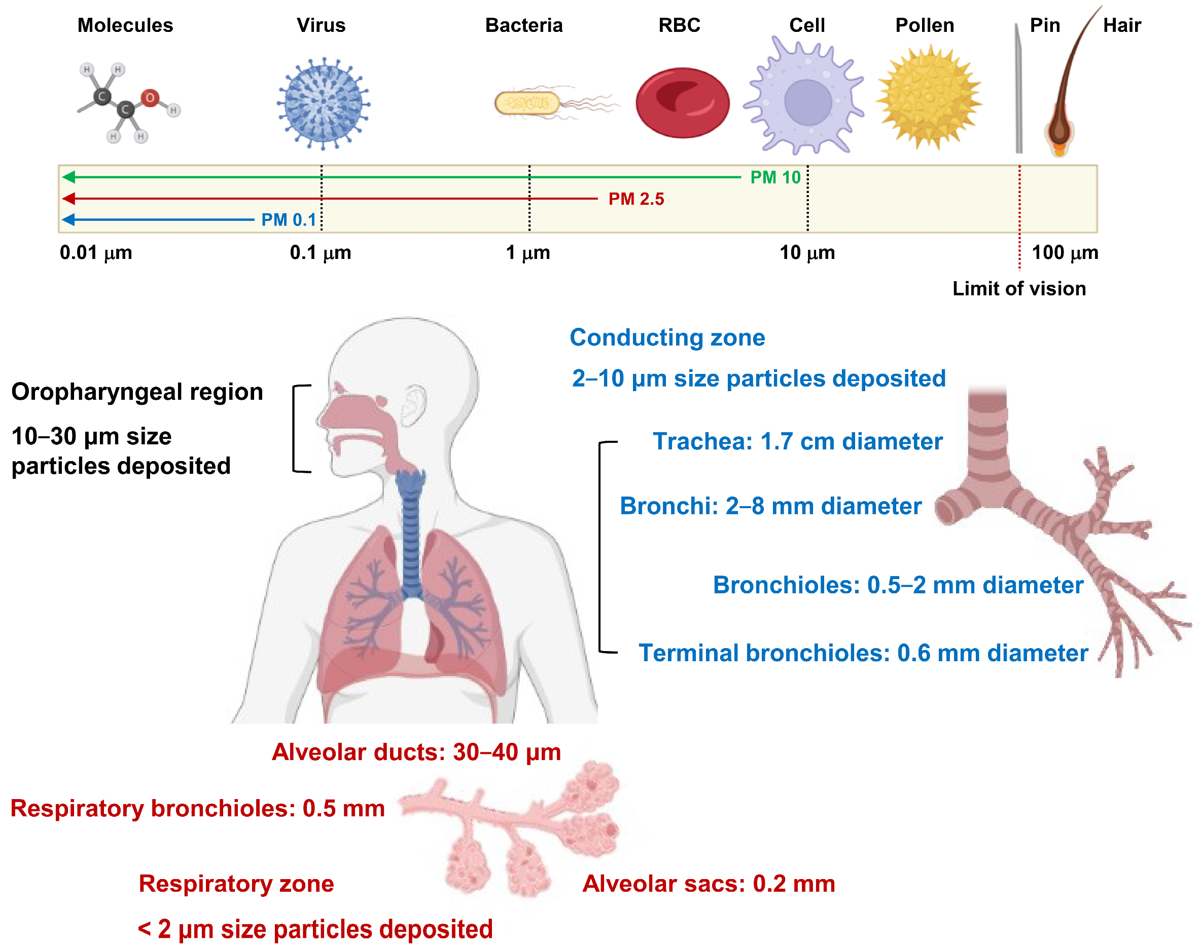 Antioxidants 13 01256 g001