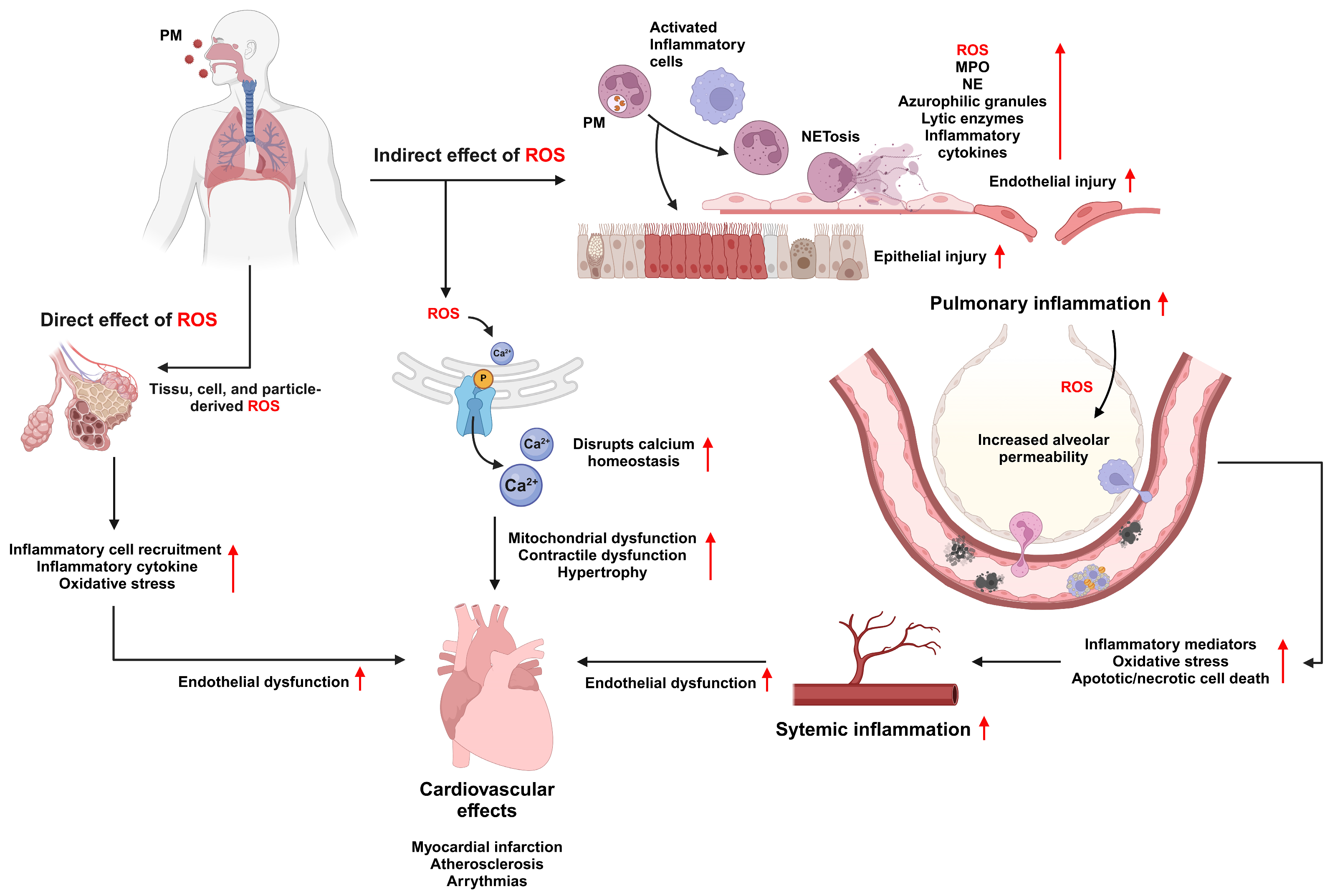 Antioxidants 13 01256 g004