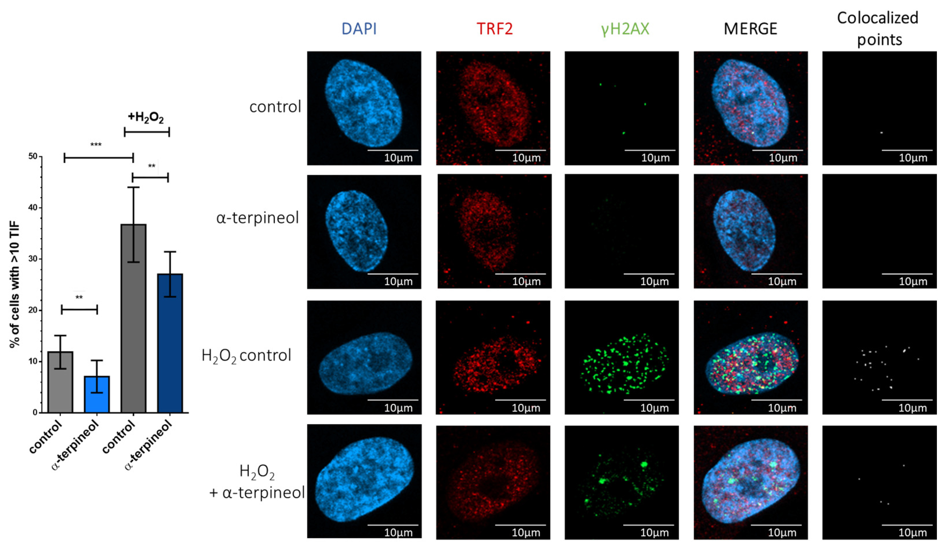 Antioxidants 13 01258 g004
