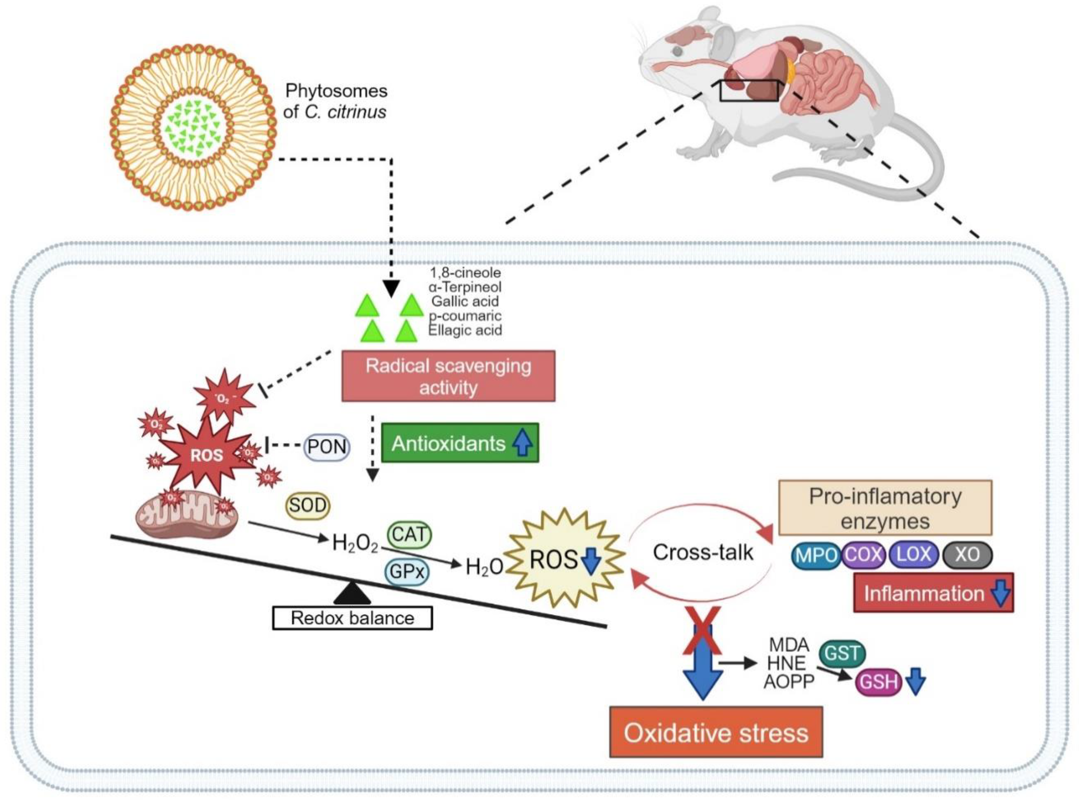 Antioxidants 13 01263 g006