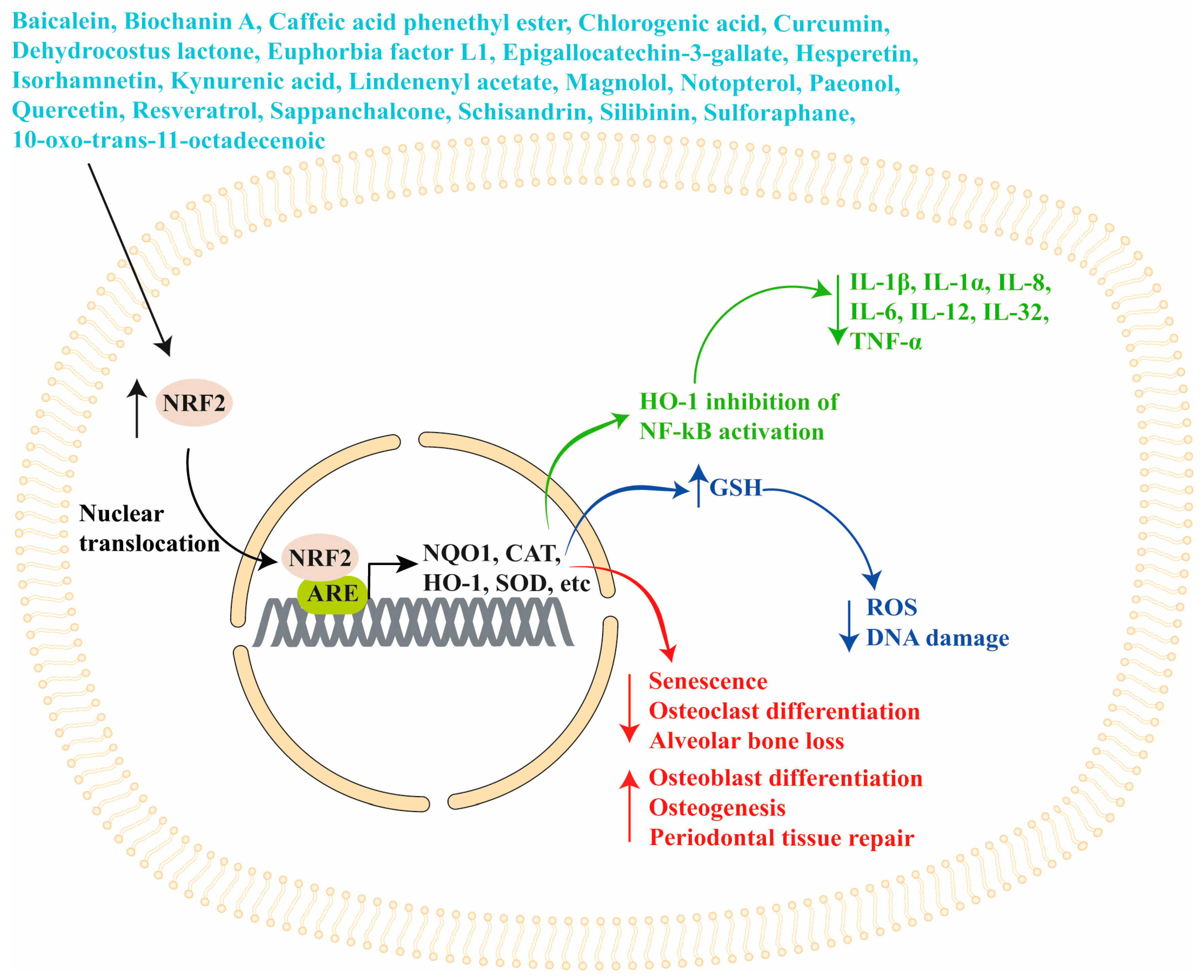 Antioxidants 13 01270 g005