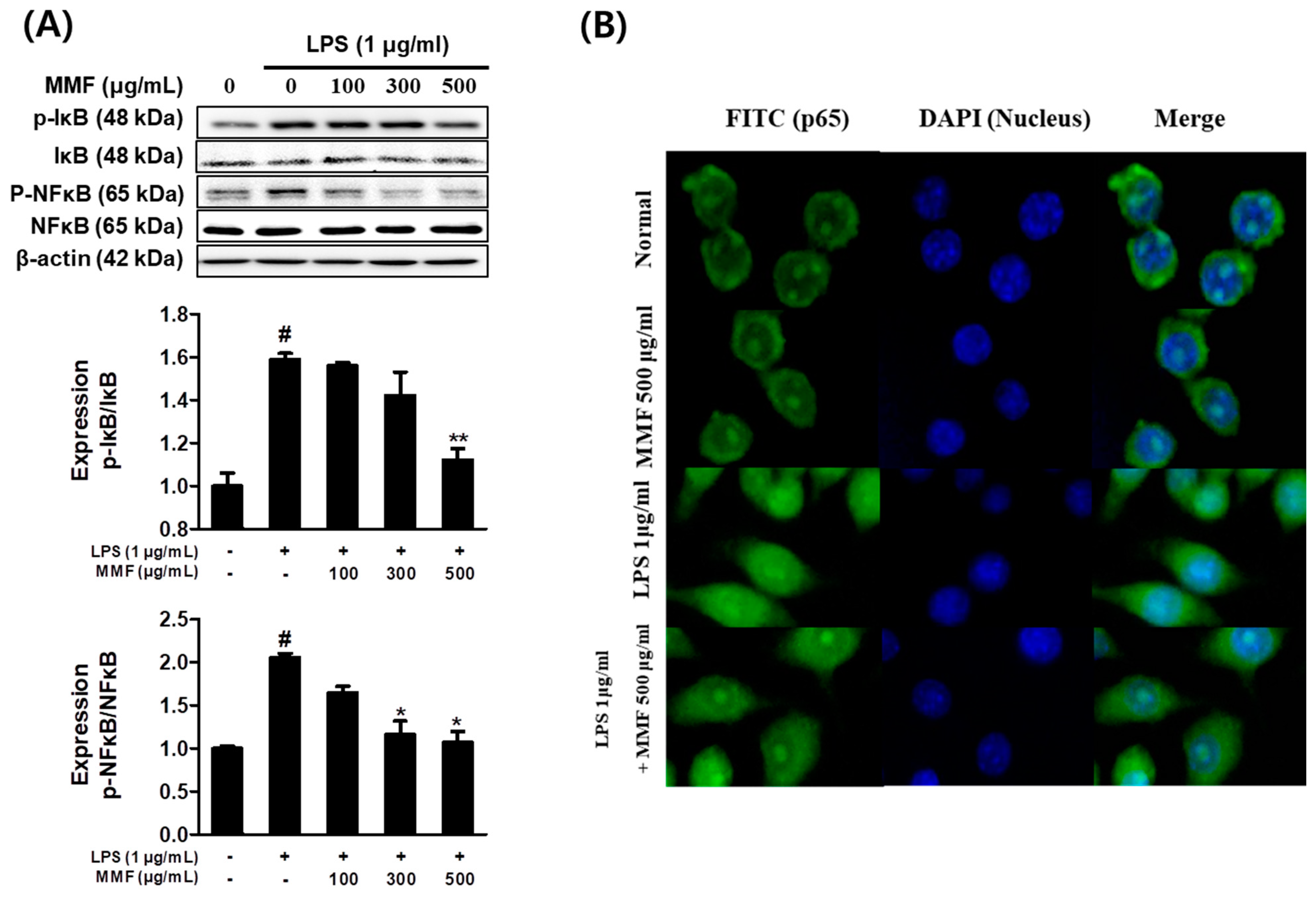 Antioxidants 13 01271 g005