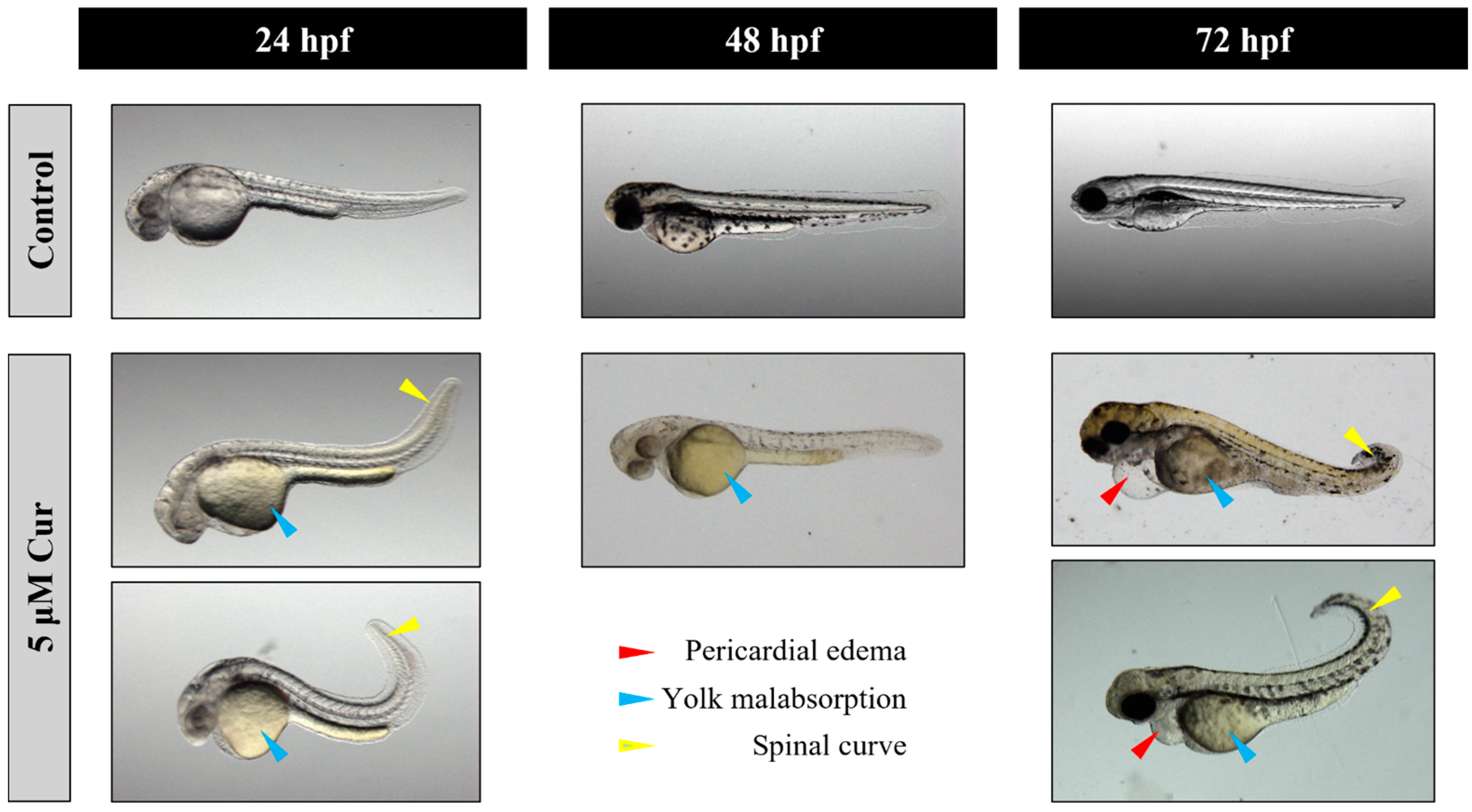 Antioxidants 13 01281 g003 Antioxidants 13 01281 g003