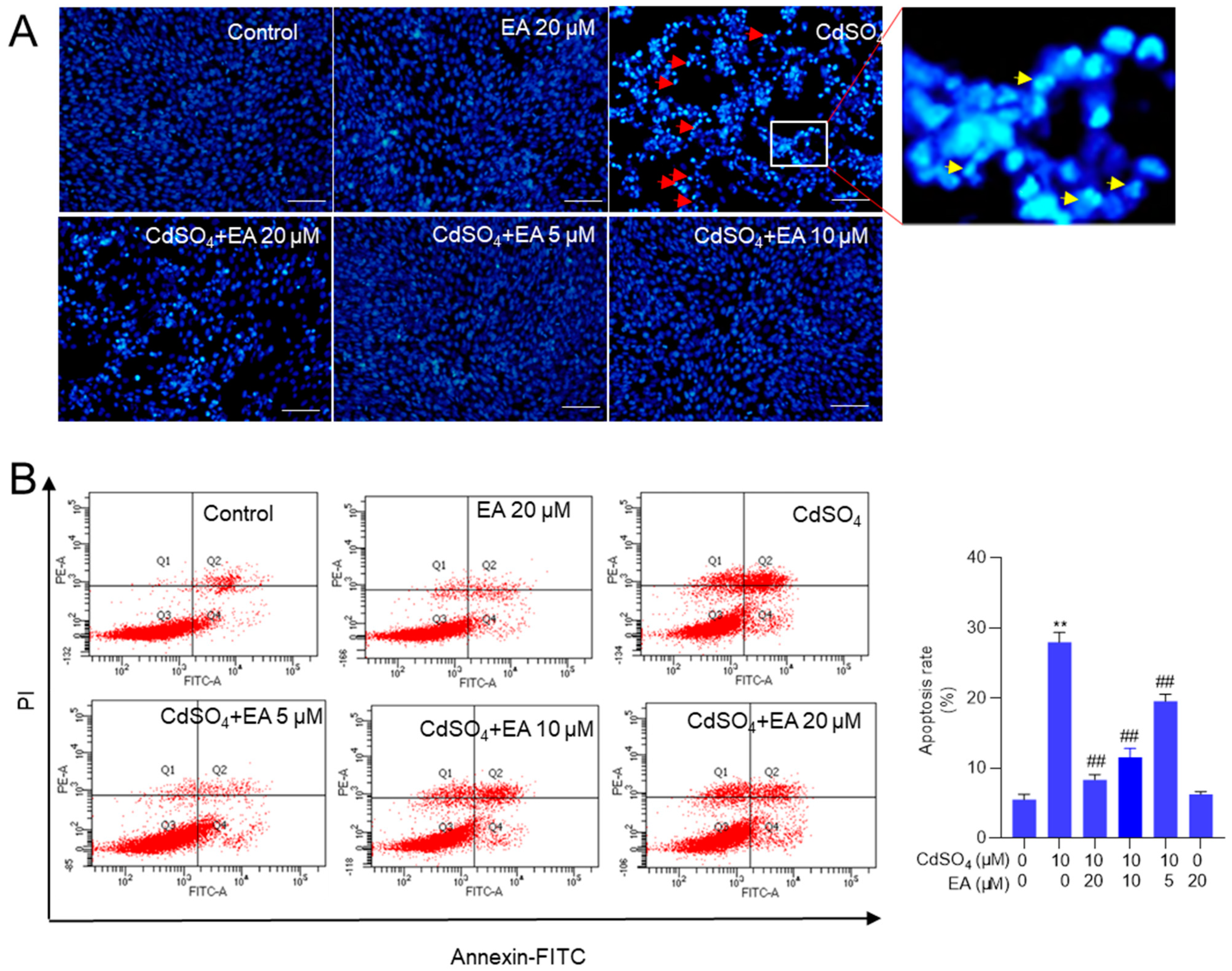 Antioxidants 13 01296 g003
