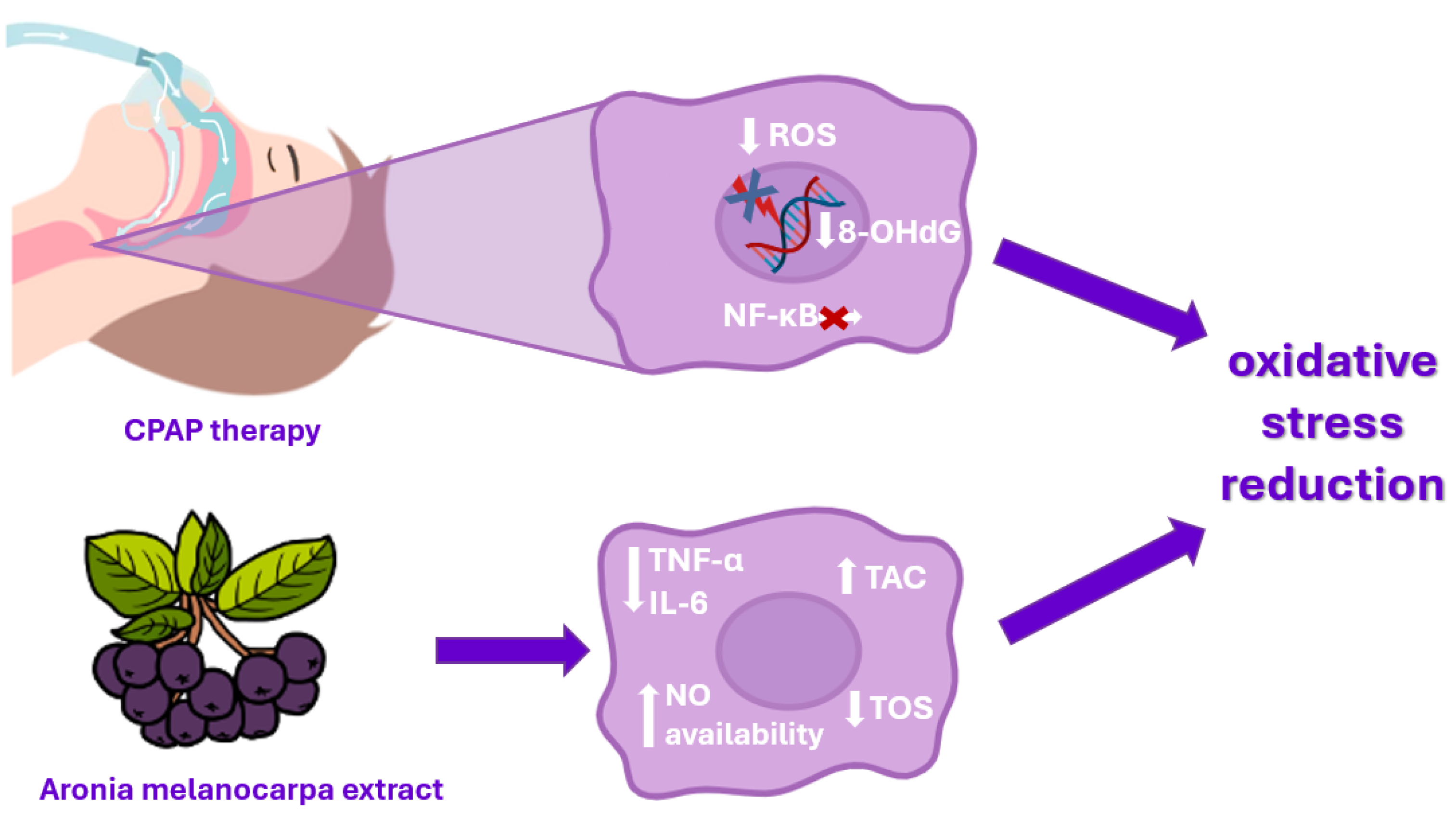 Antioxidants 13 01300 g001