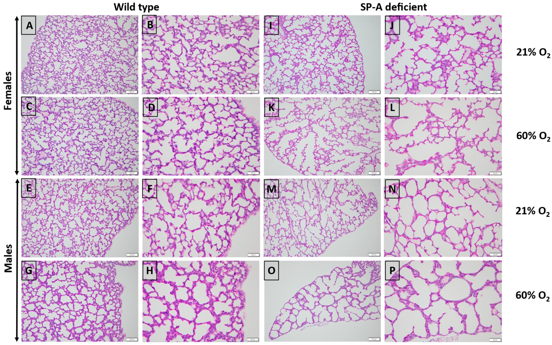 Antioxidants 13 01309 g001