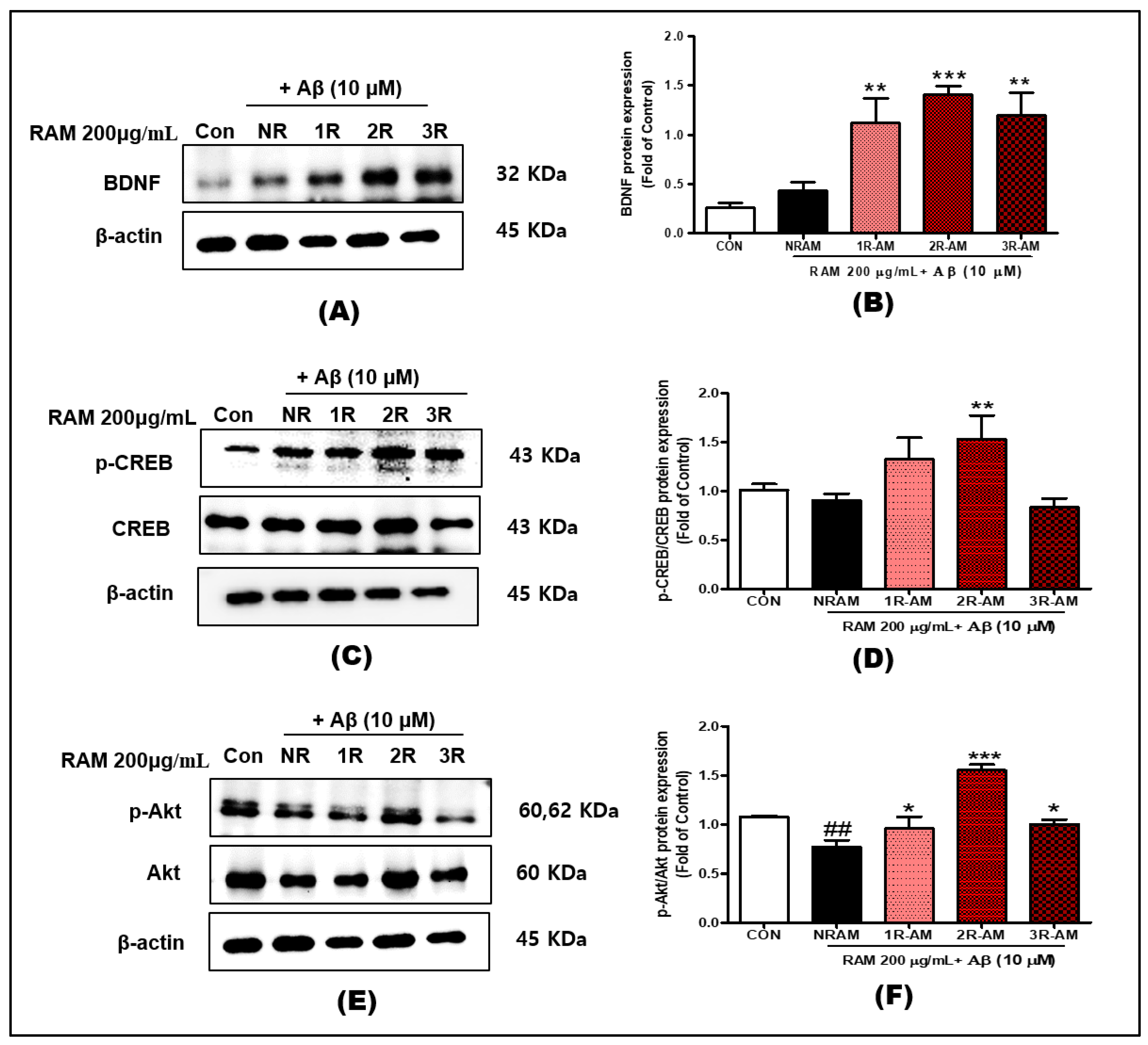 Antioxidants 13 01311 g007