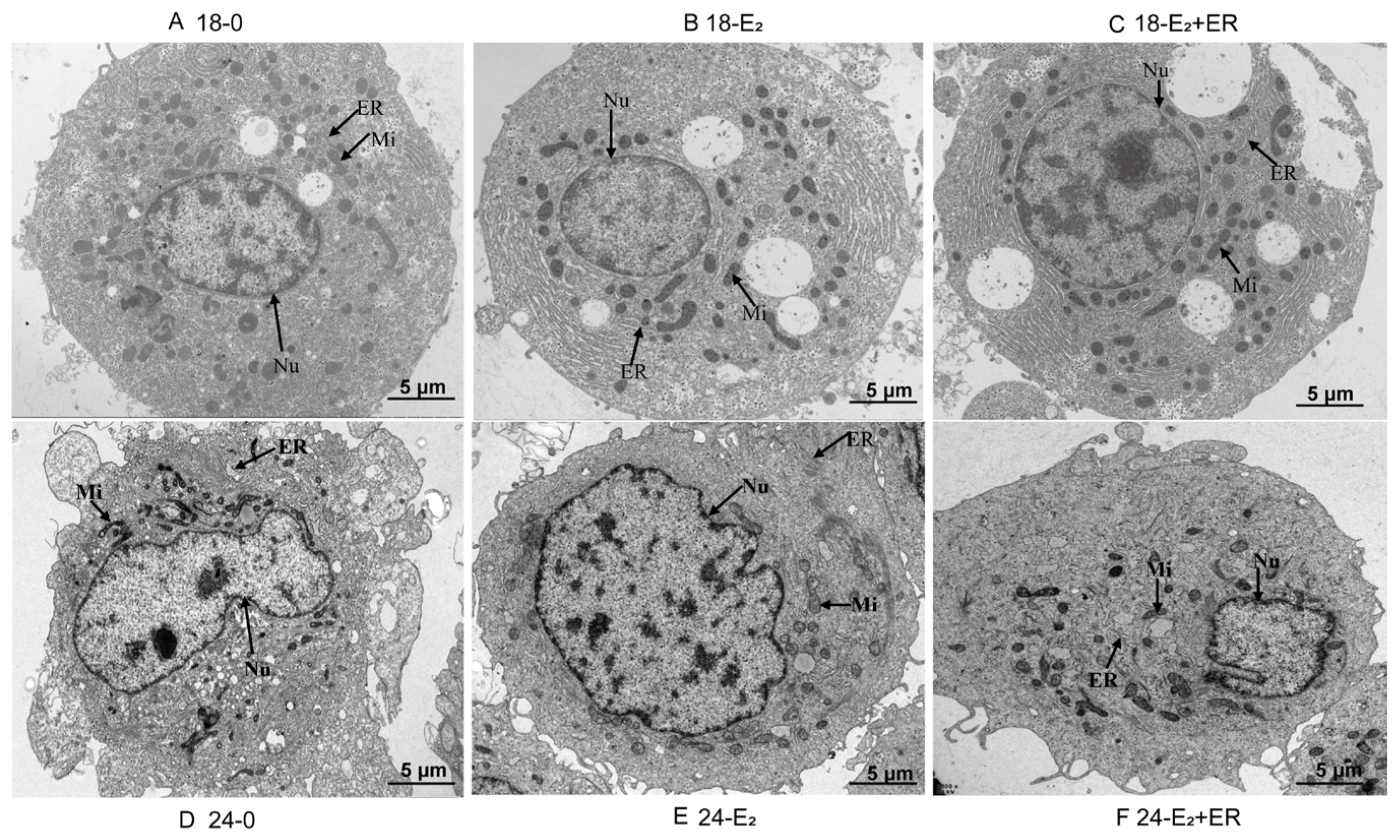 Antioxidants 13 01316 g008