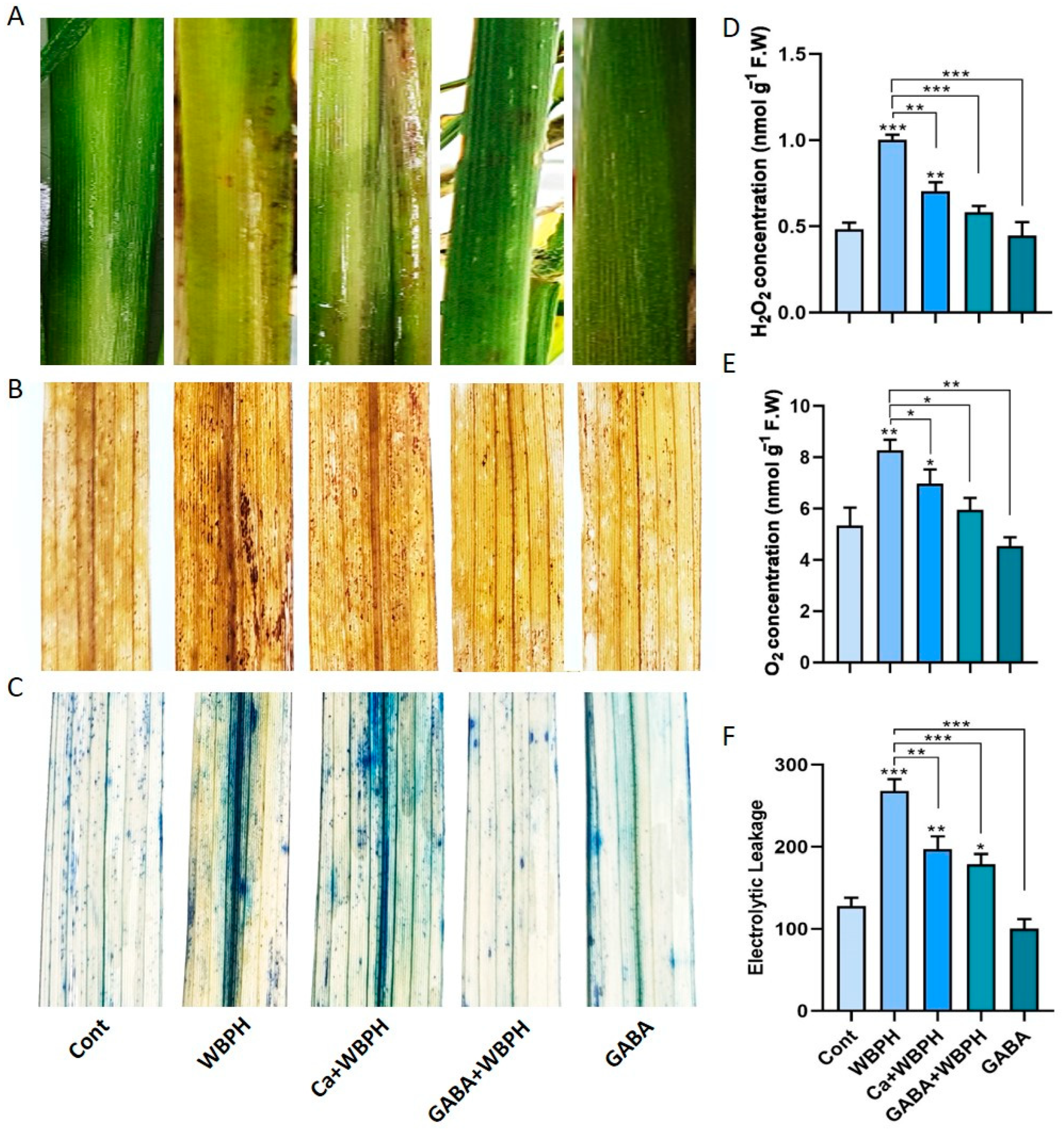 Antioxidants 13 01321 g002