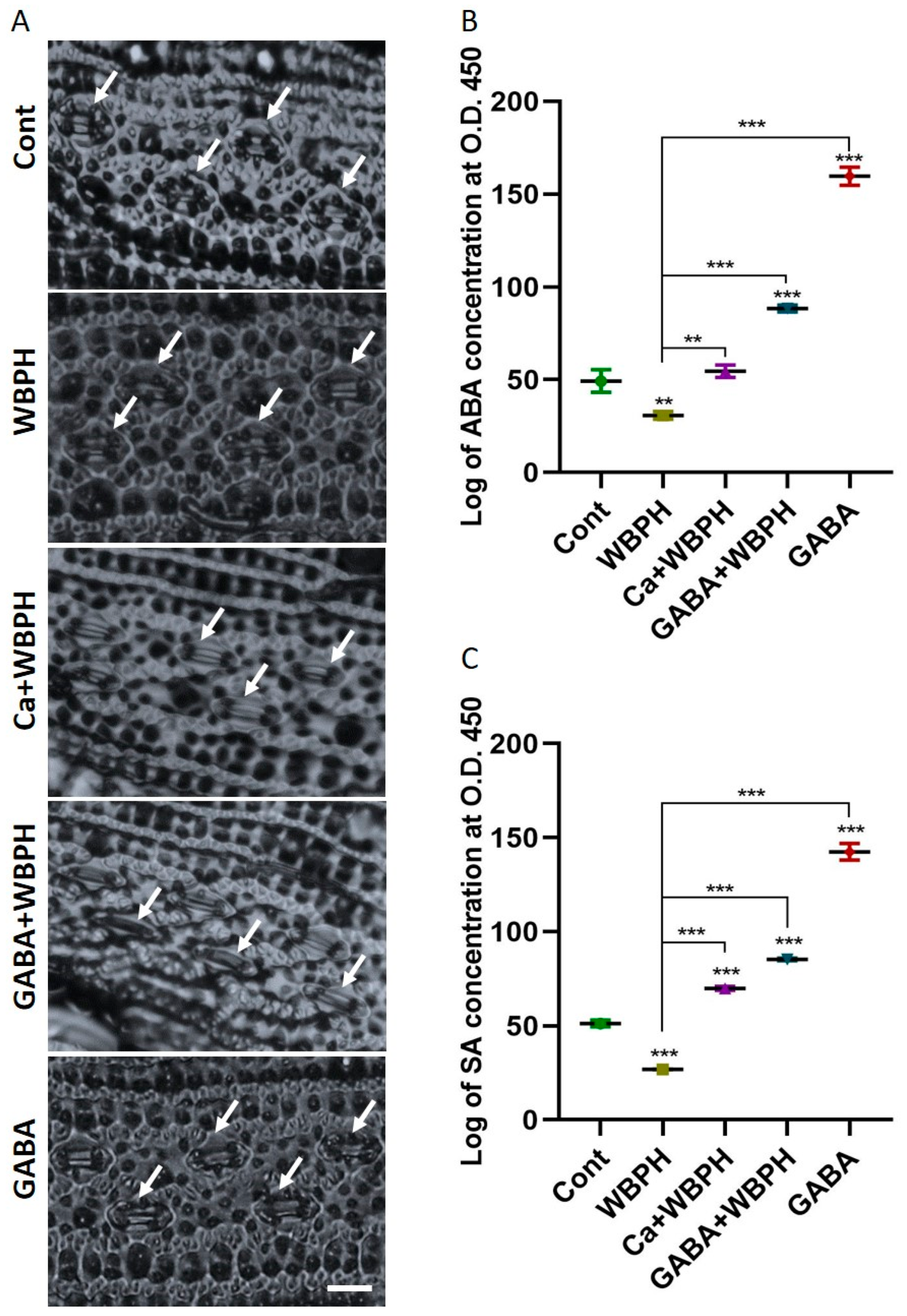 Antioxidants 13 01321 g004