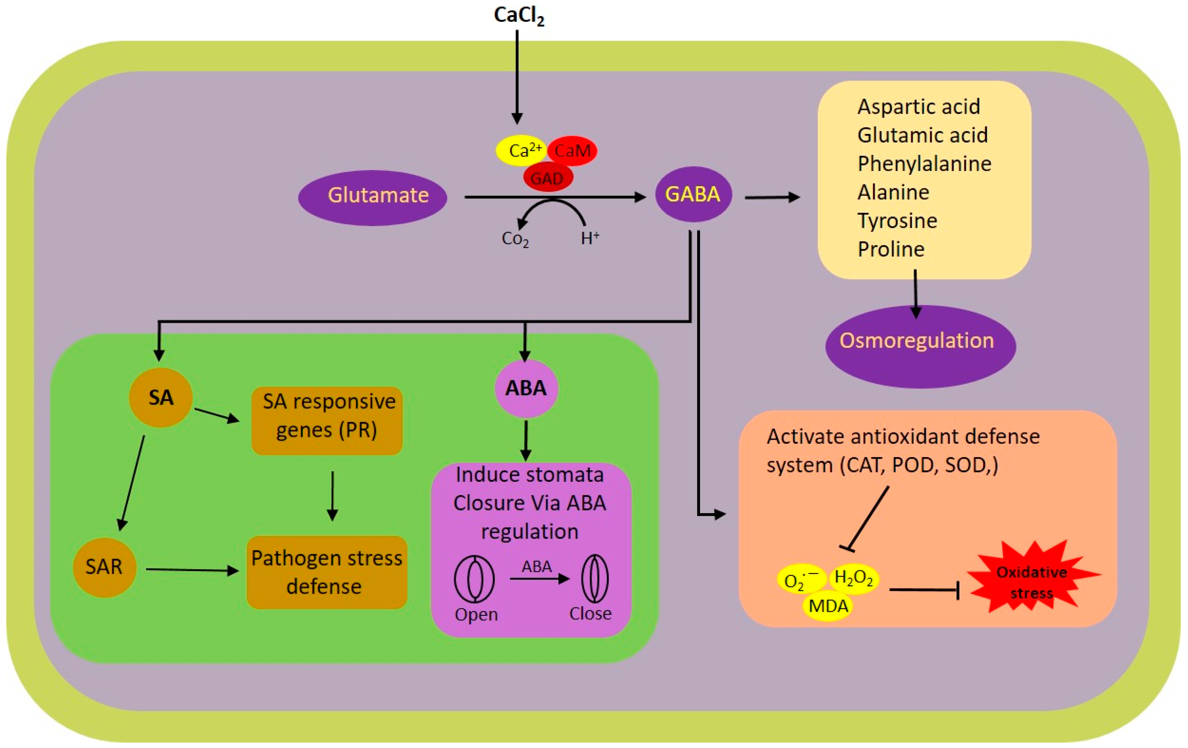Antioxidants 13 01321 g007