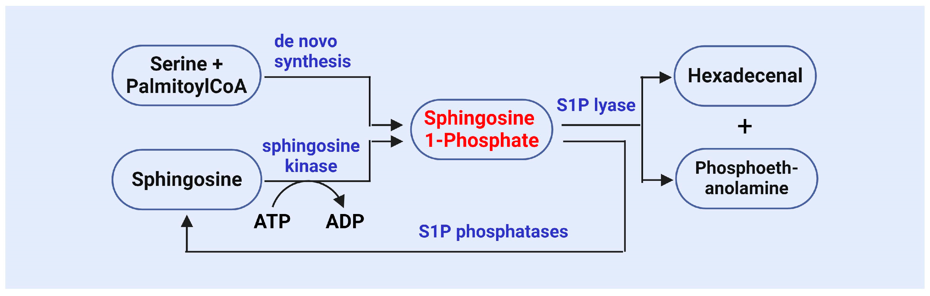 Antioxidants 13 01322 g002 Antioxidants 13 01322 g002